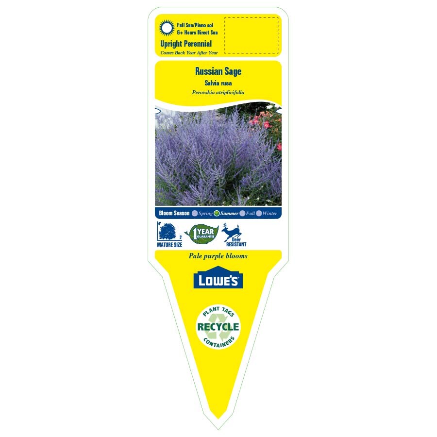 Lowe's NURSERY perennials - View #2
