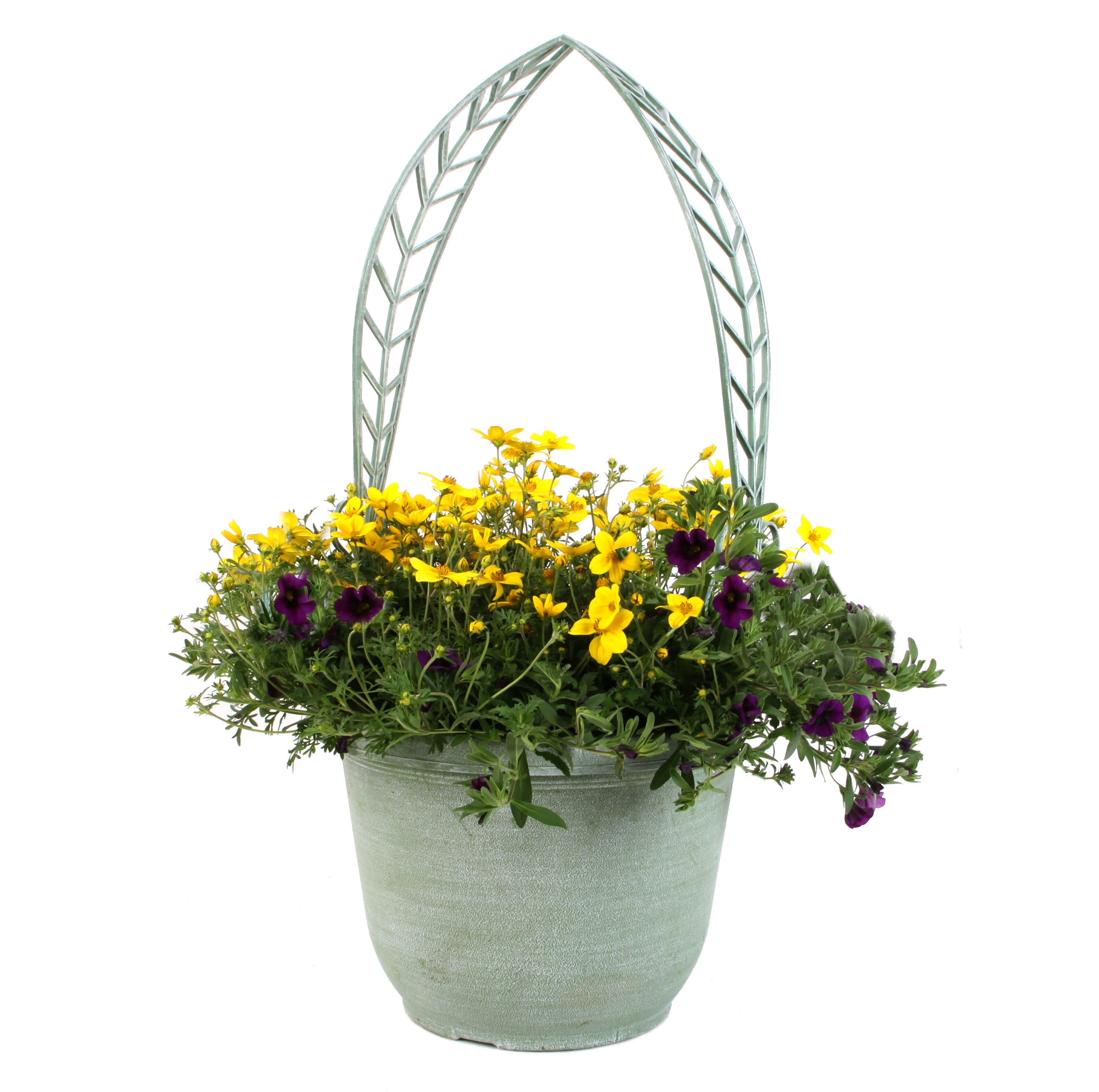 Lowe's NURSERY Multicolor Mixed Annuals Combinations Planter