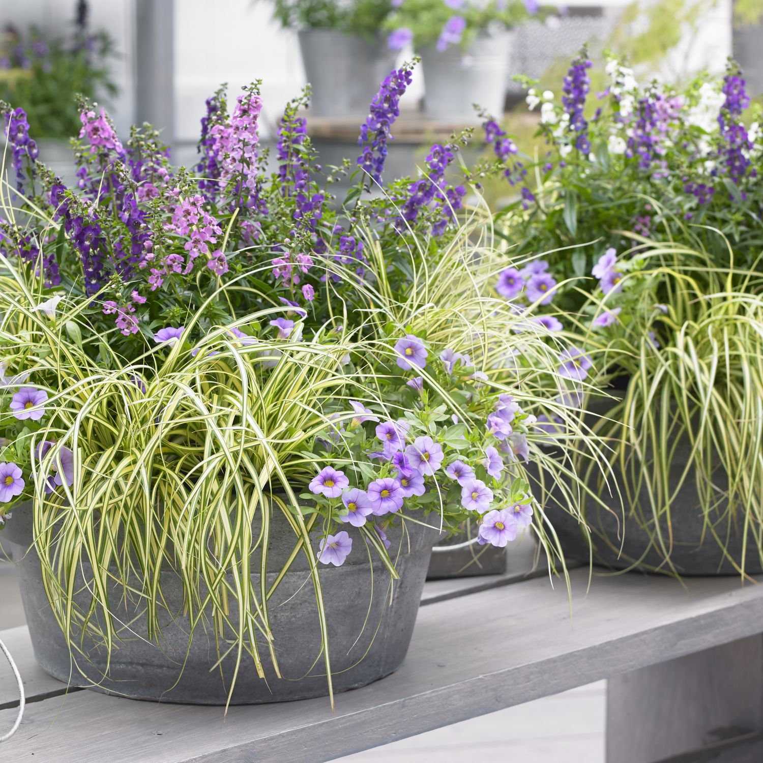 Southern Living Plant Collection 2-Quart -Quart Everoro Carex ...