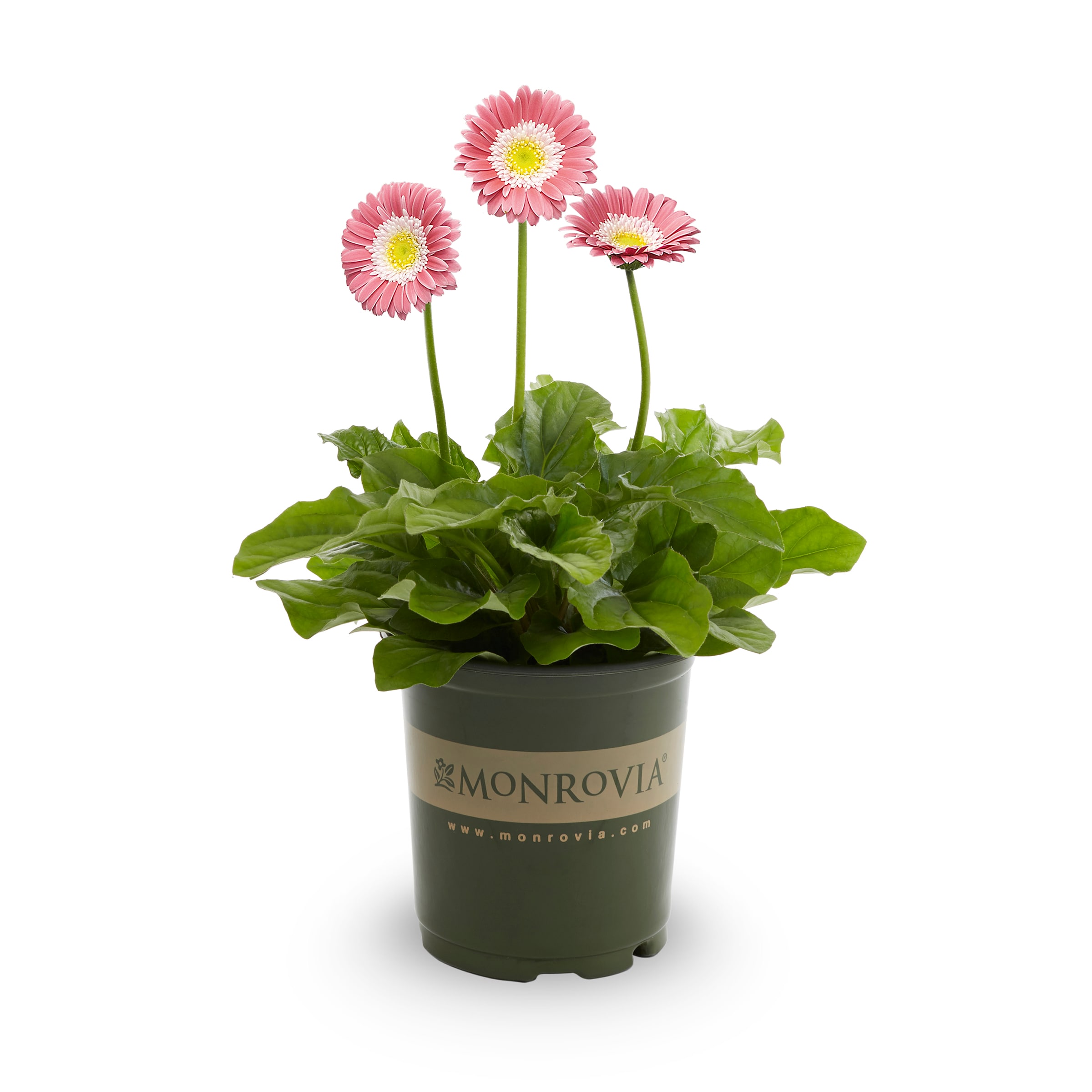 Monrovia 2 Quart(s) Multicolor Gerbera Daisy 1 -Pack - Low Maintenance