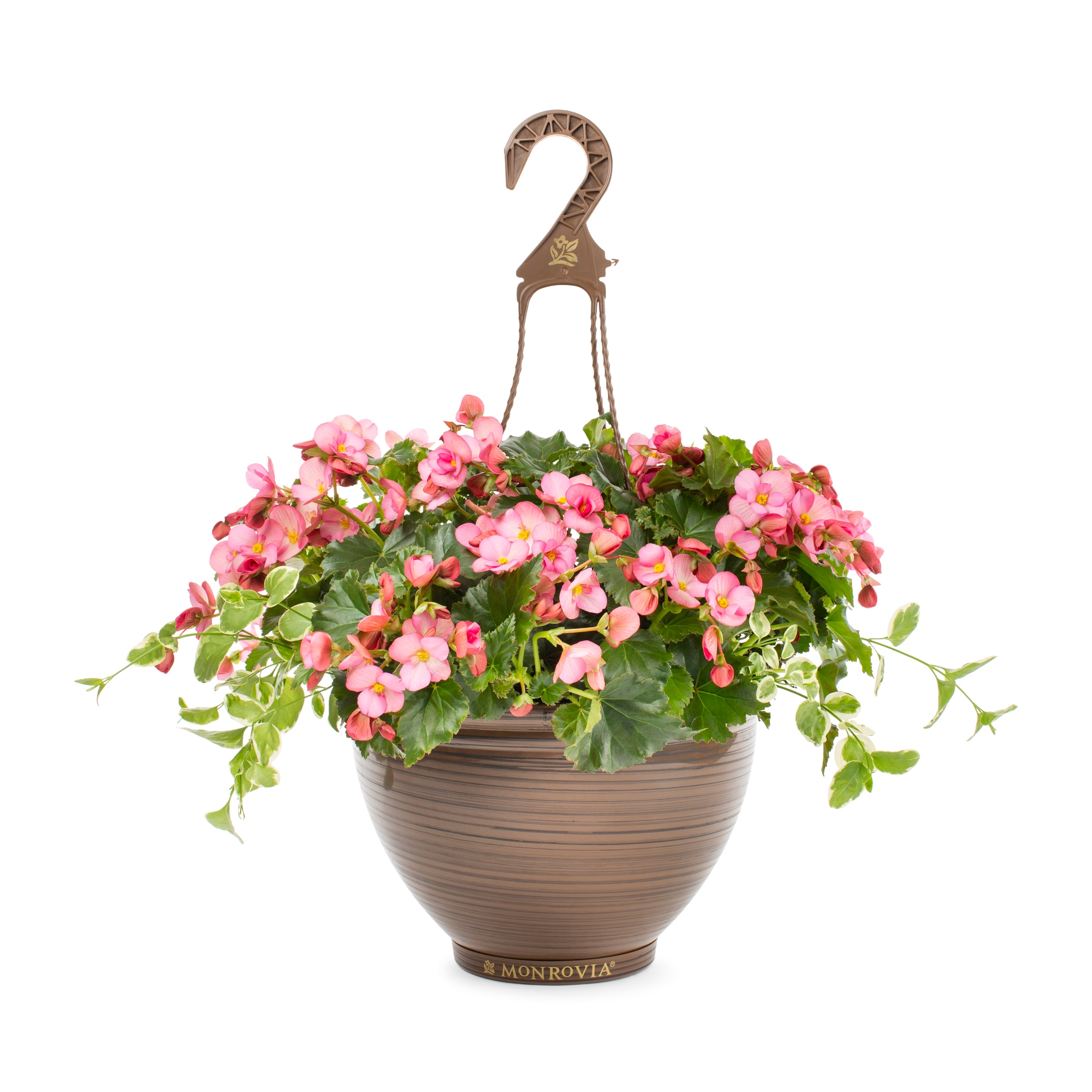 Monrovia NURSERY annuals - View #3