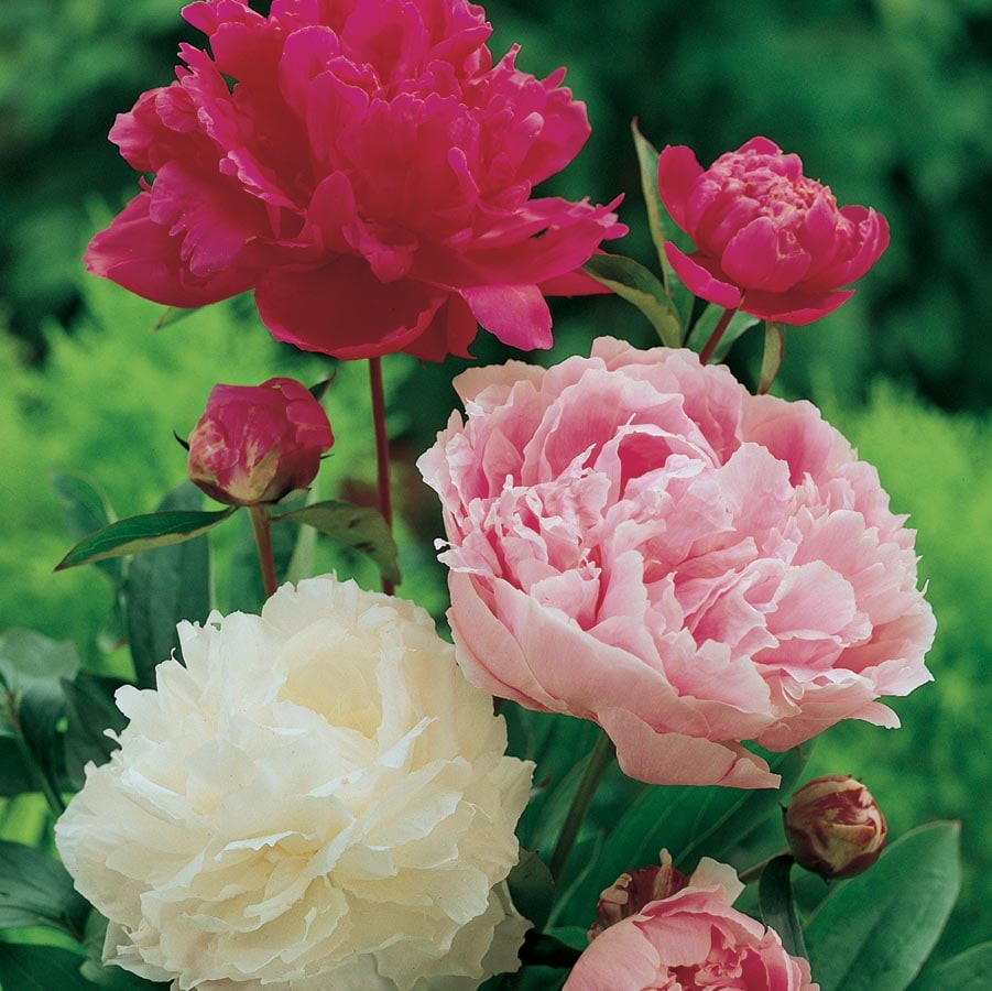Tree Peony in  (s) Pot in the Perennials department at 