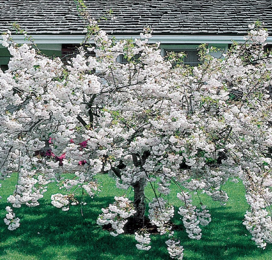  NURSERY 12.07-Gallon White Flowering Tree Snow Goose Flowering Cherry In Pot (With Soil)