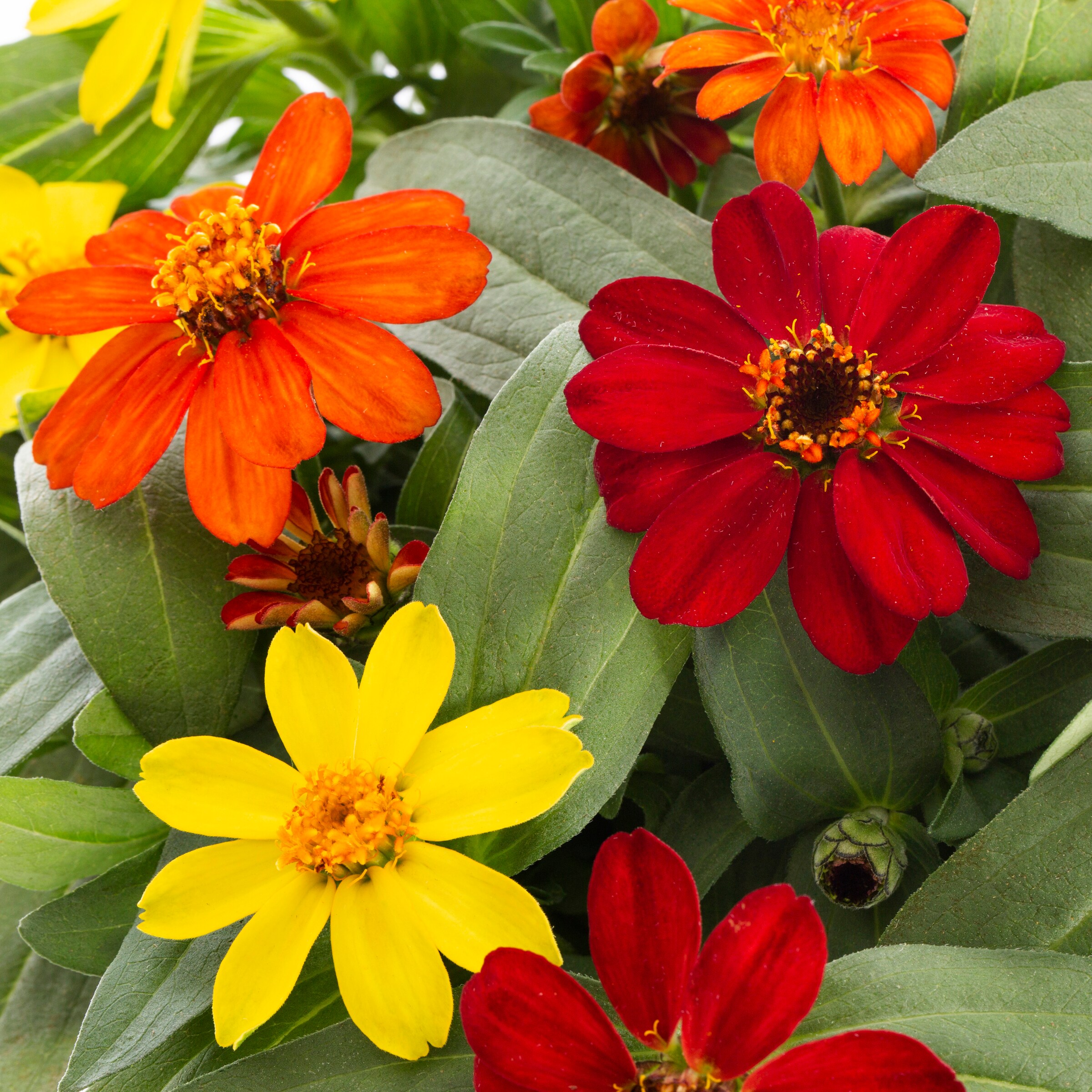 Lowe's 1527900 annuals - View #2