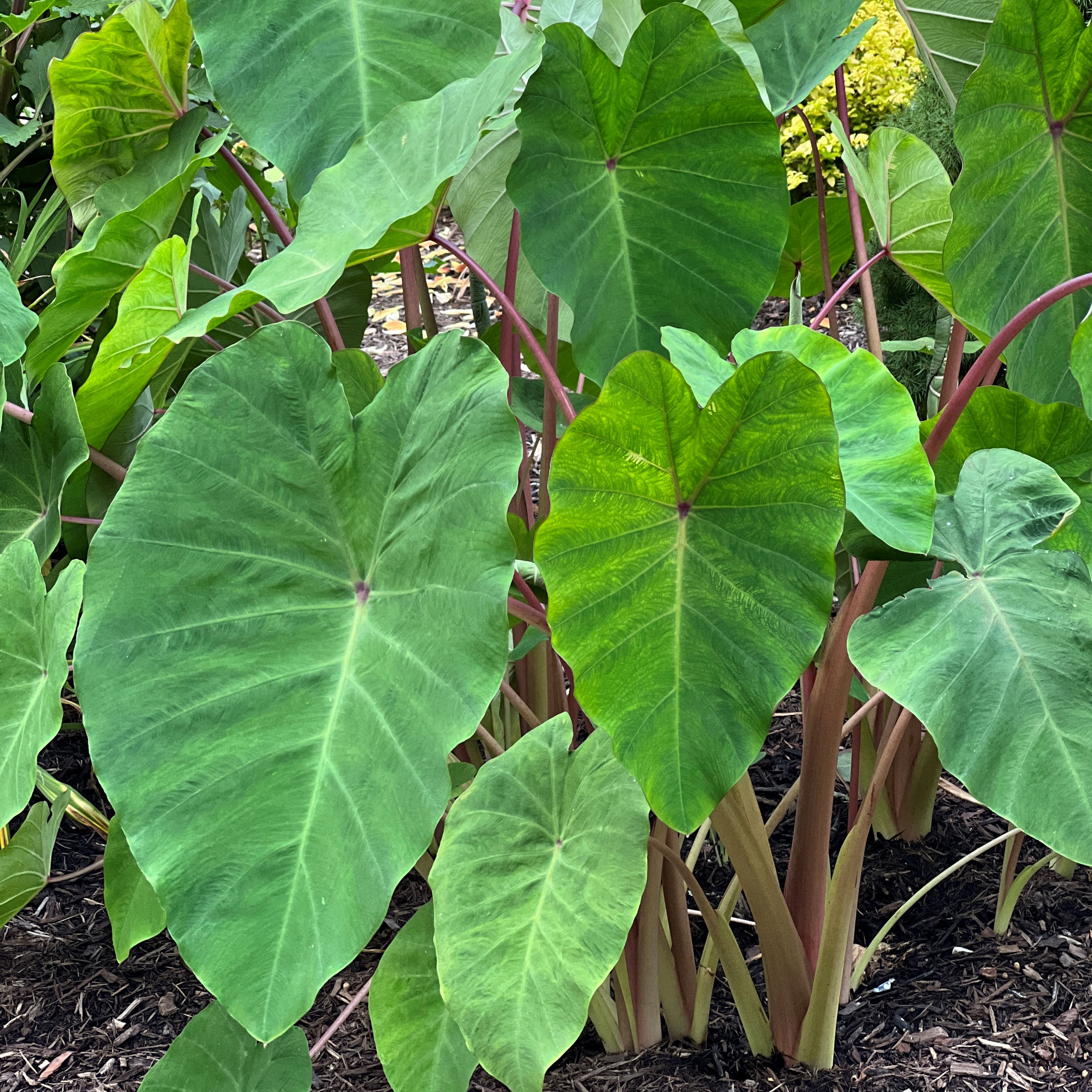 National Plant Network LW1935 Colocasia Polargreen Hardy Elephant Ear Plant in 3.5 -in Pot 3 -Pack