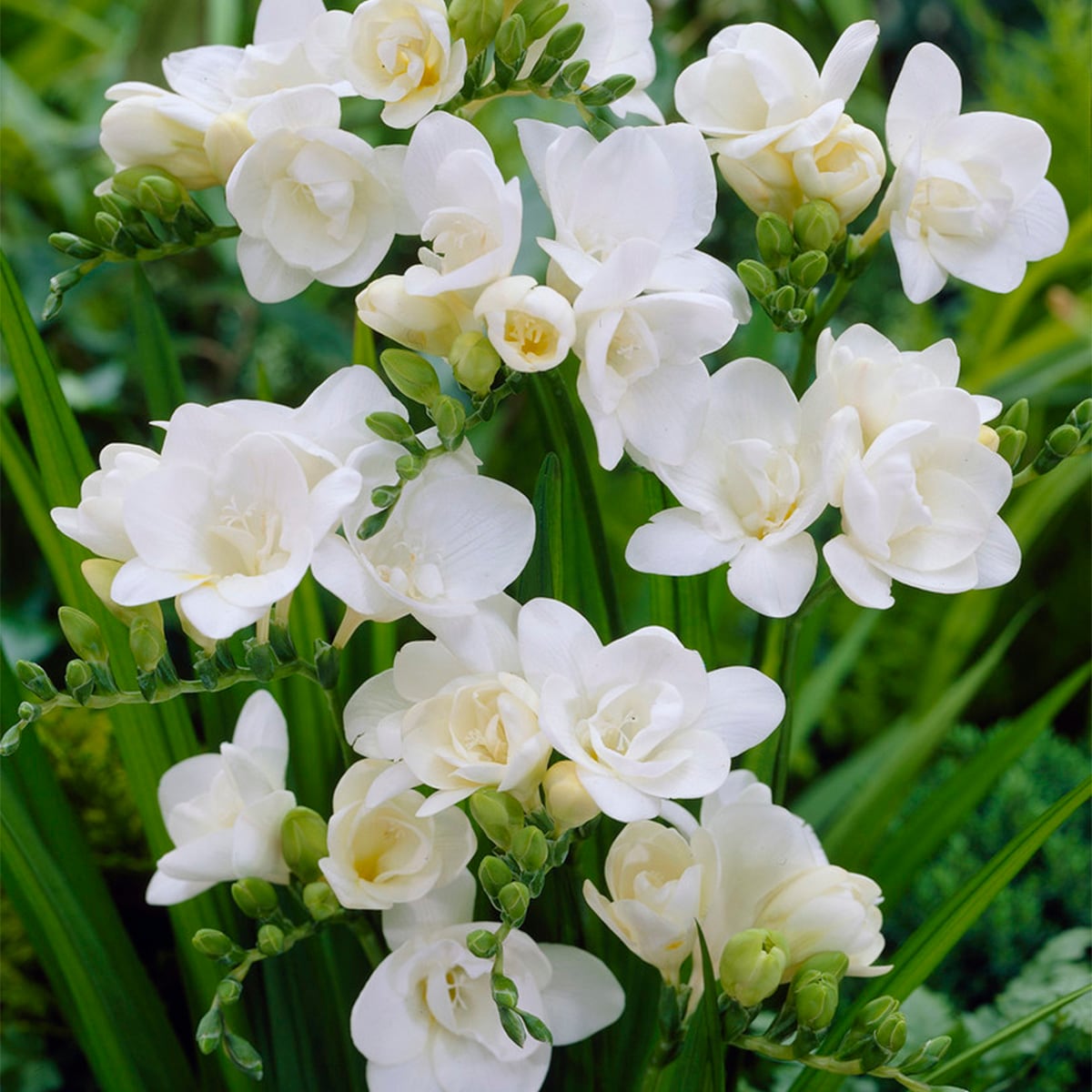 Van Zyverden 88254 White Freesias Double White Bulbs 25 Count