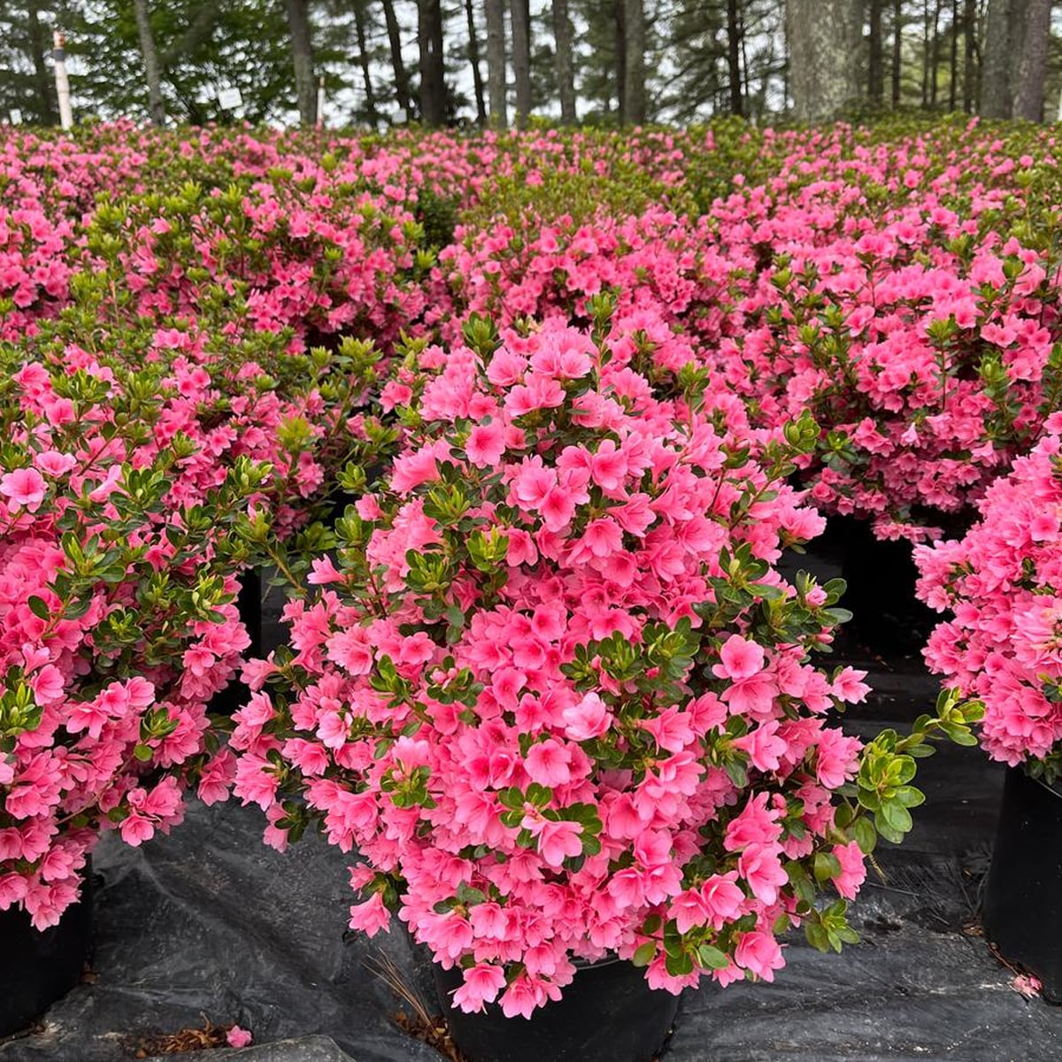 Southern Planters AZACOR03G shrubs - View #3