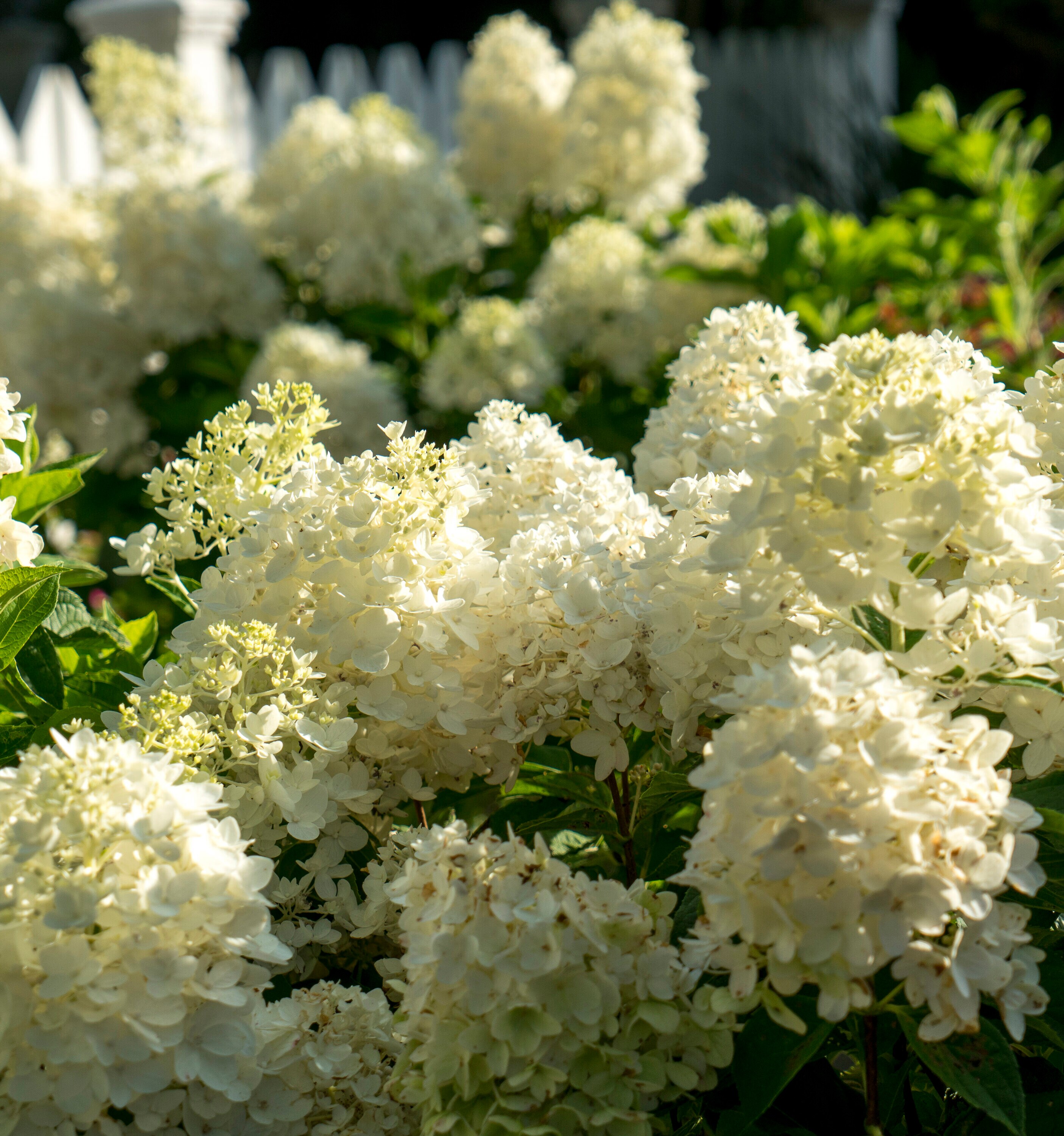 Southern Living Plant Collection 25612-1 shrubs - View #7