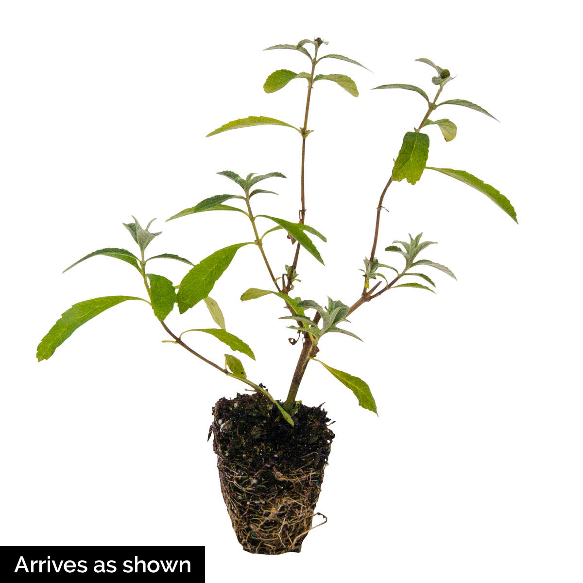 Spring Hill Nurseries 75153 shrubs - View #3