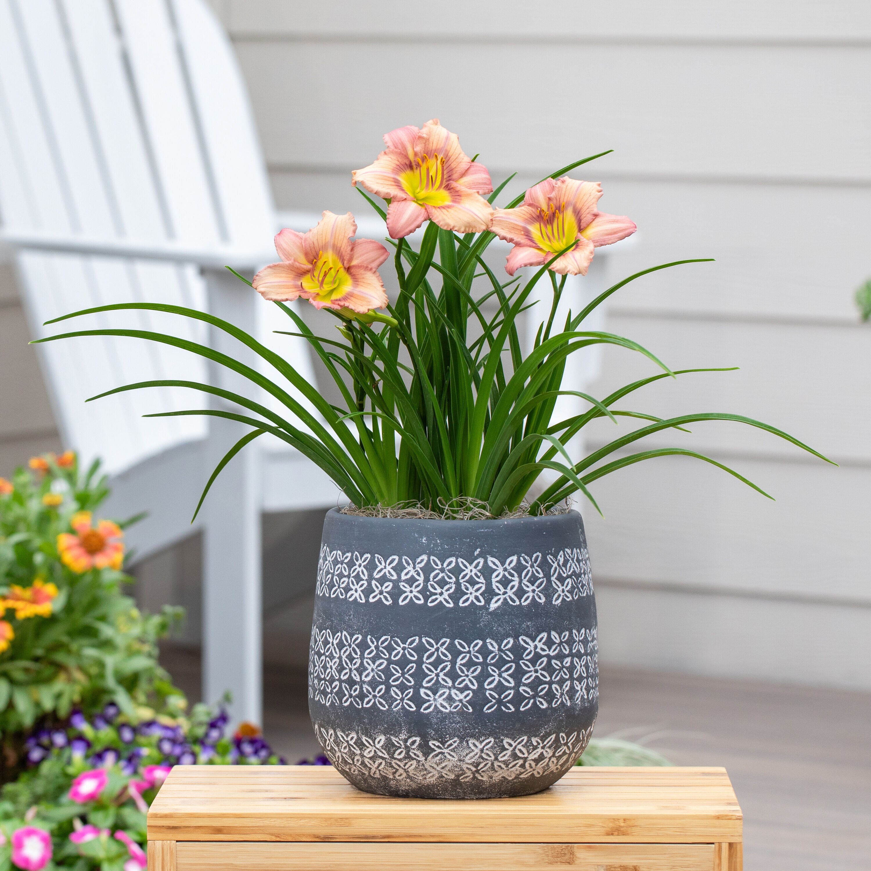 Monrovia 78637 perennials - View #4