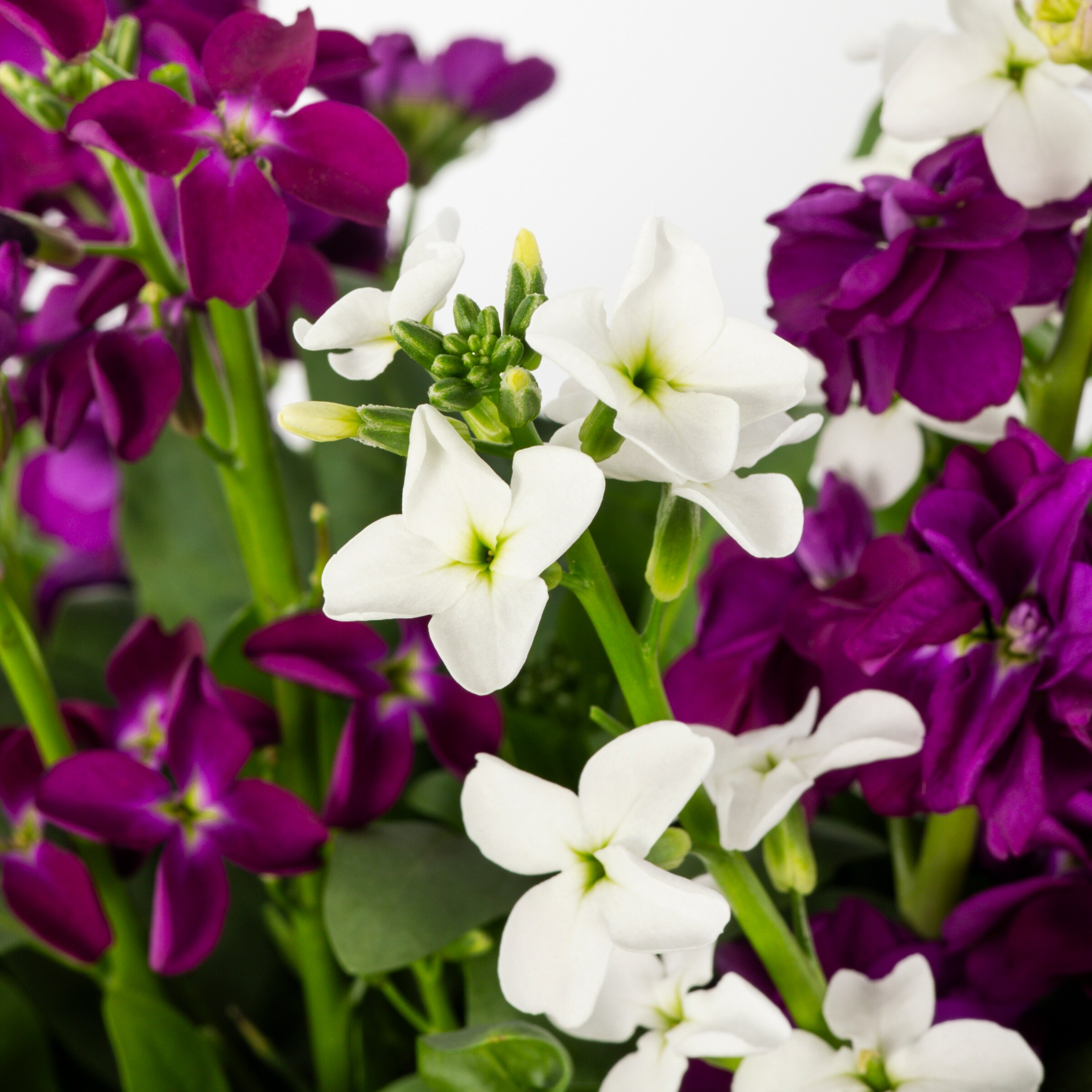 Lowe's NURSERY annuals - View #2