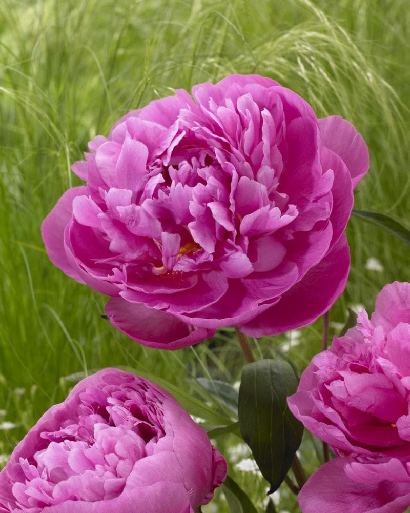 Paeonia Dr Alexander Fleming Plant Bulbs At Lowes.com