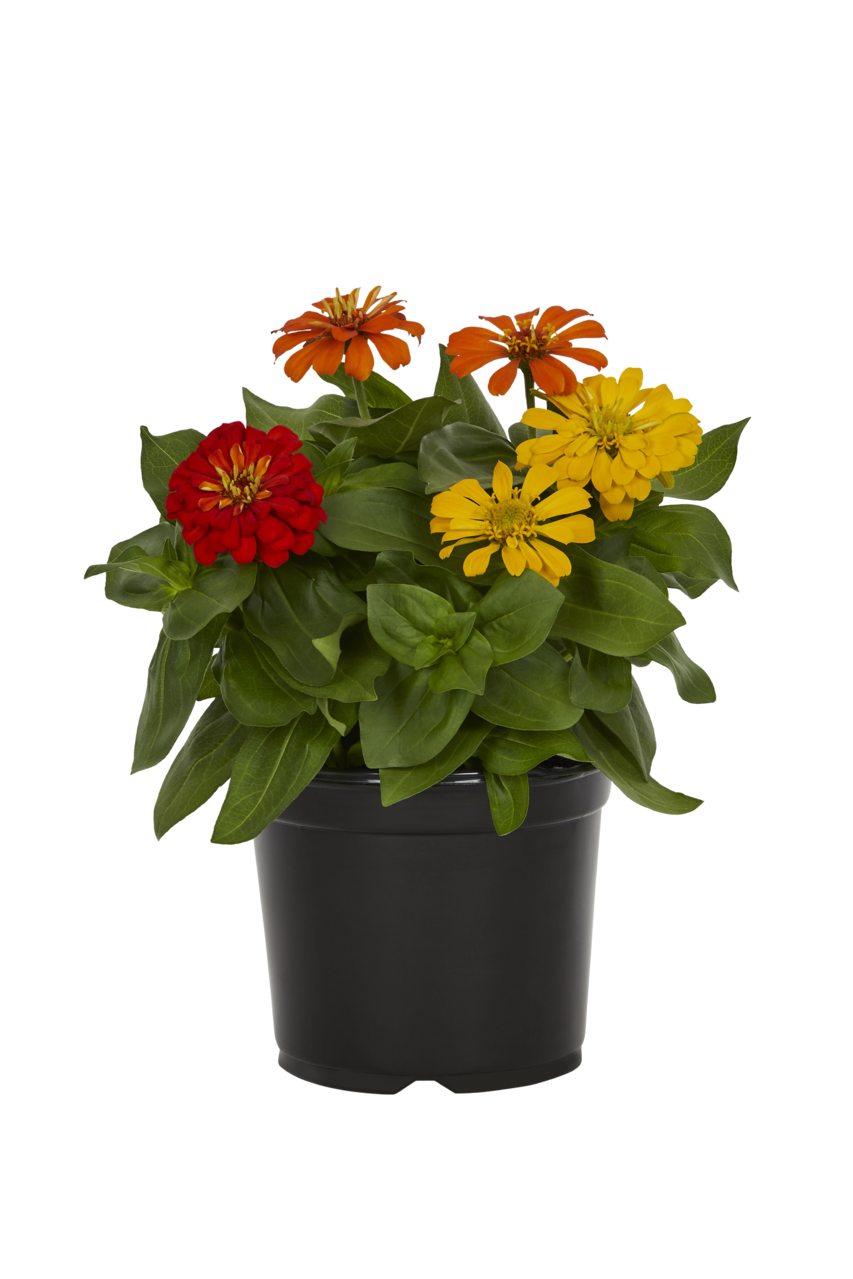 Metrolina Greenhouses 4199 annuals - View #4