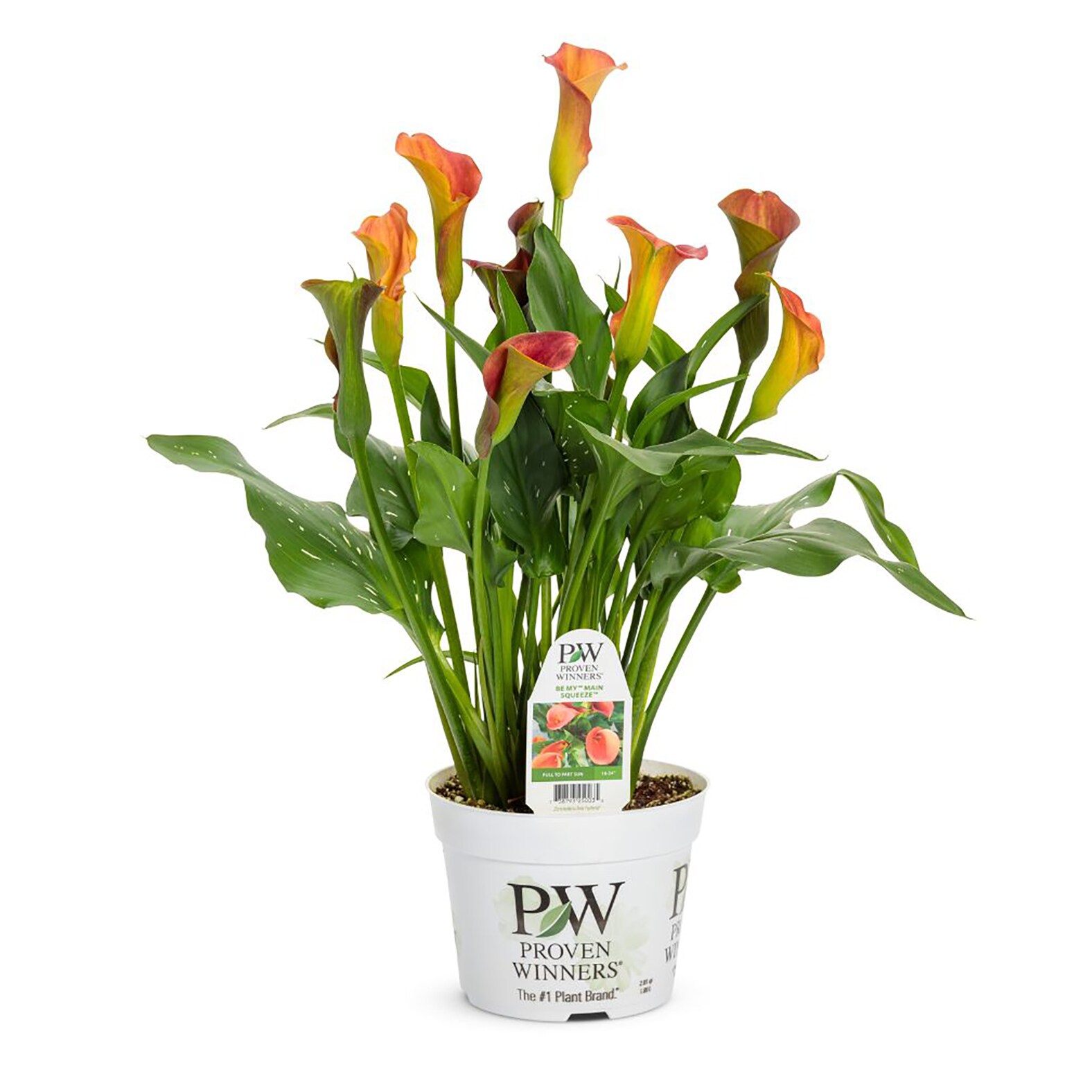 Proven Winners CALPRW2026106 annuals - View #2