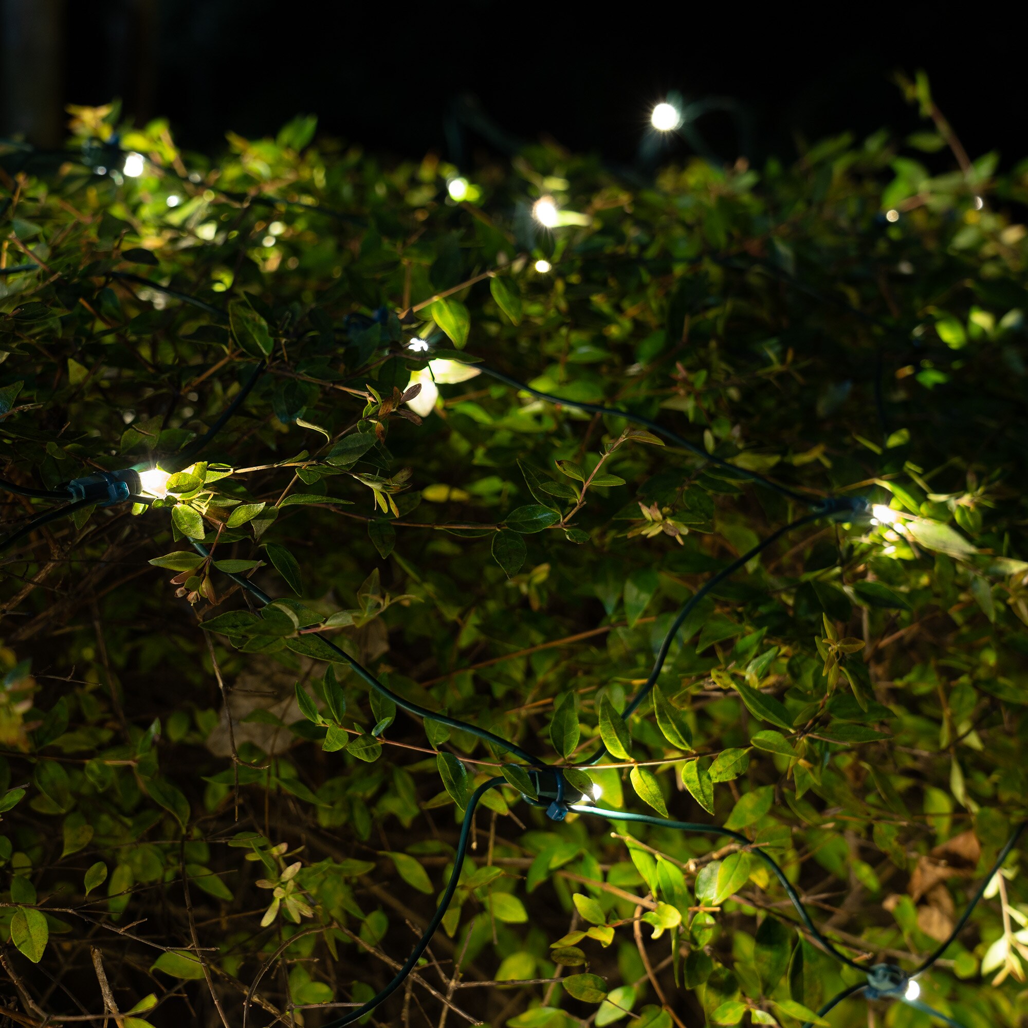 Wintergreen Lighting 78892 Christmas-Net-Lights - View #8