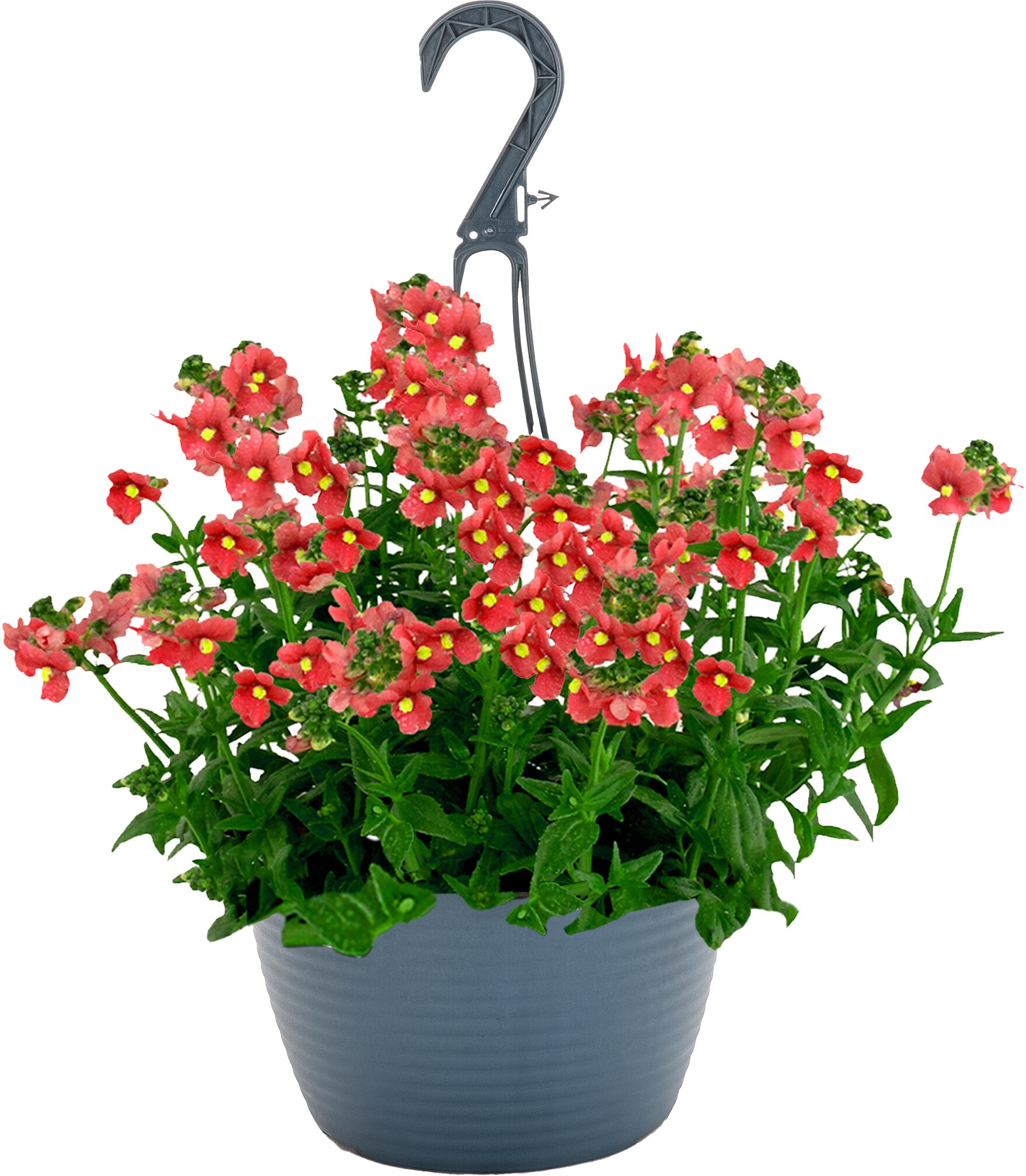 Lowe's NURSERY Multicolor Diascia in 1.50 Gallon(s) Hanging basket 1 -Pack