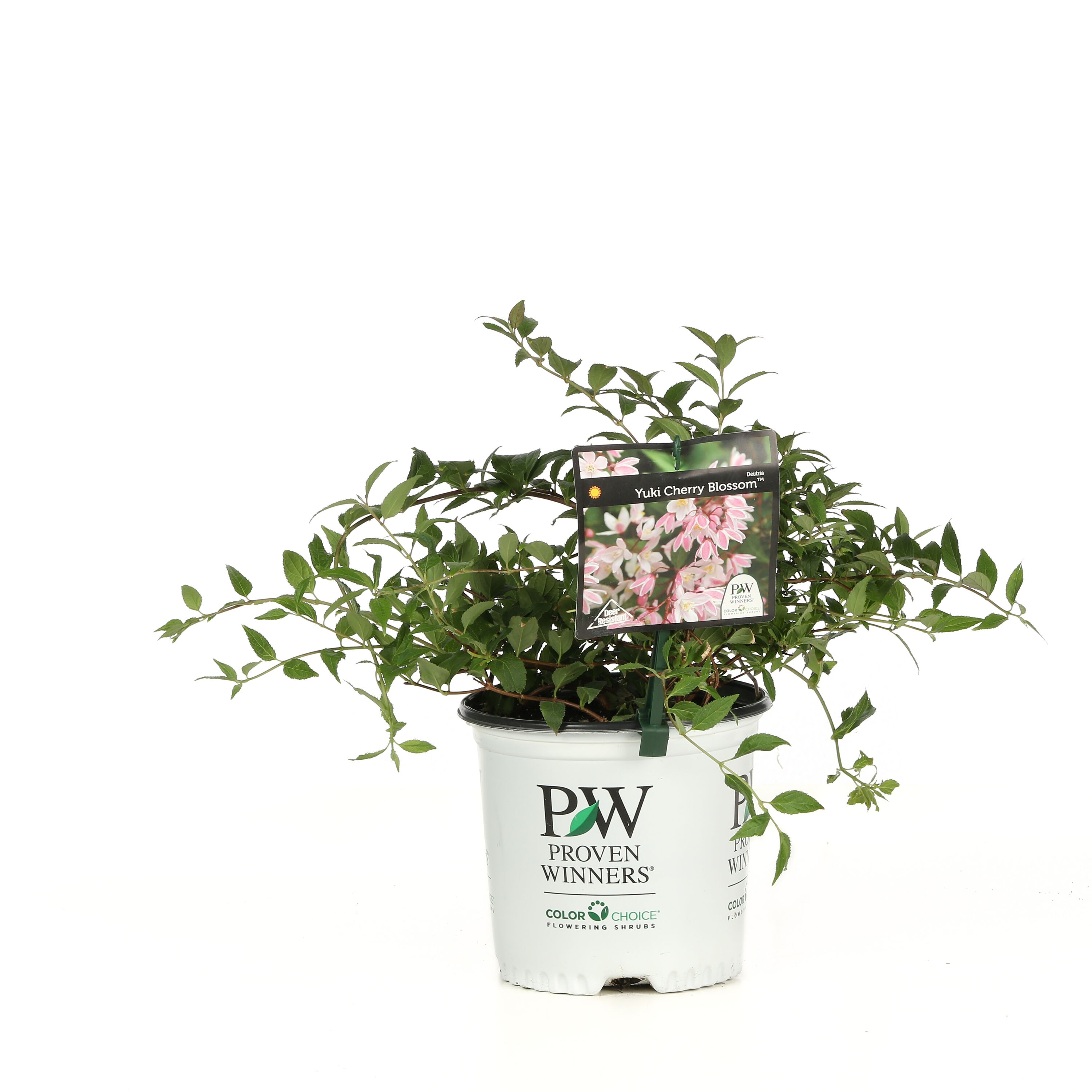 Proven Winners DEUPRC1046101 shrubs - View #2