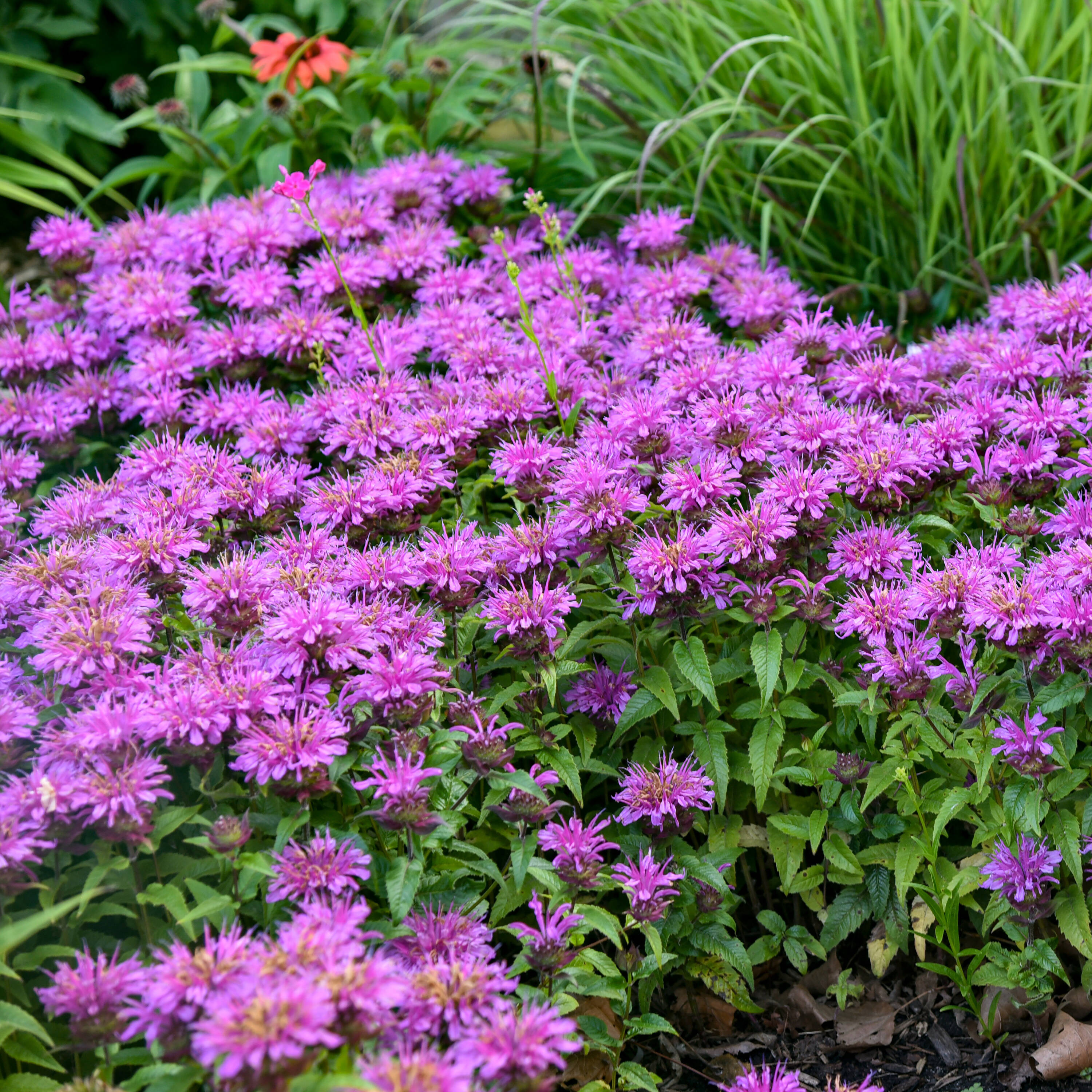 Monarda 'Leading Lady Plum' PP26447 CPBR5566