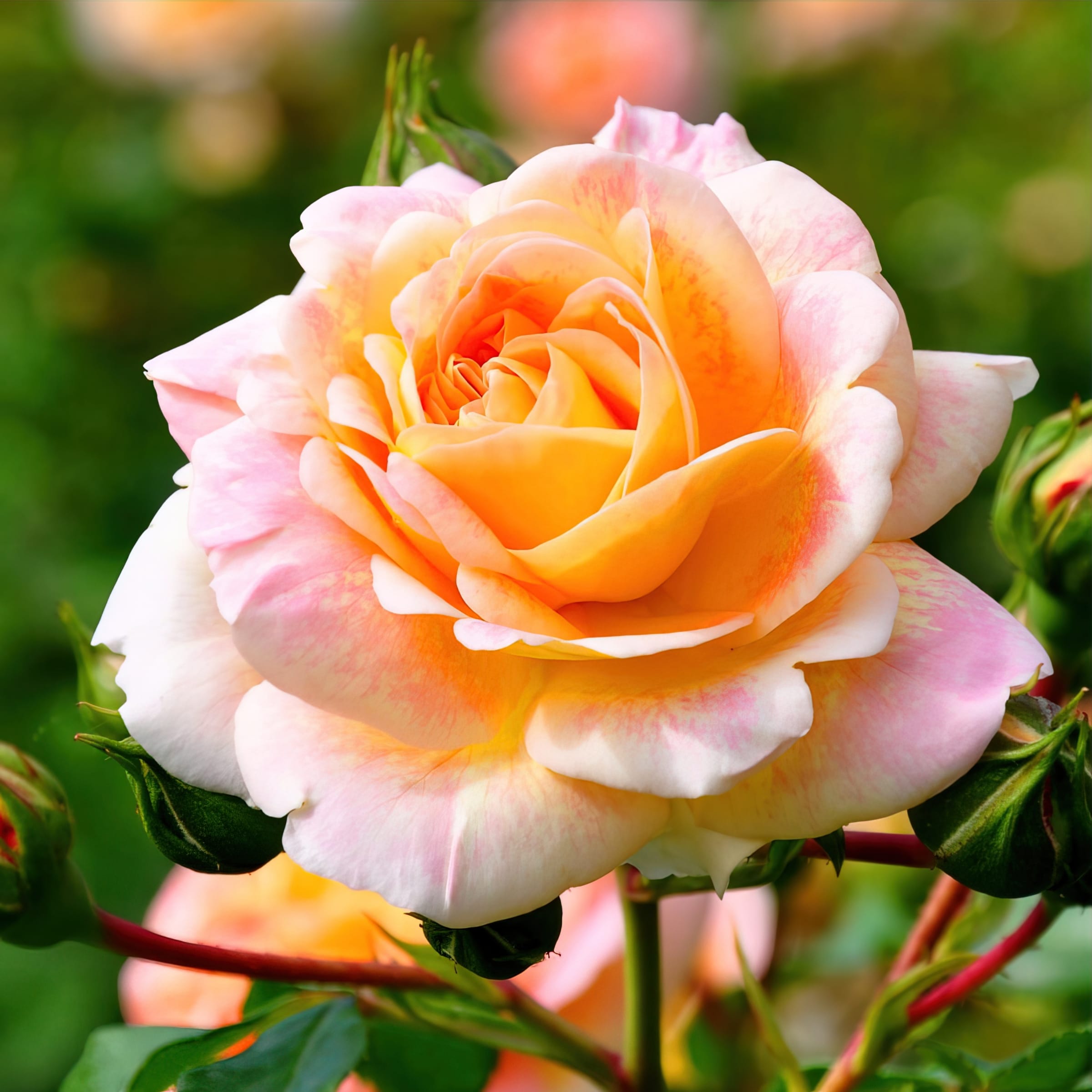 National Plant Network LW1432 roses - View #4