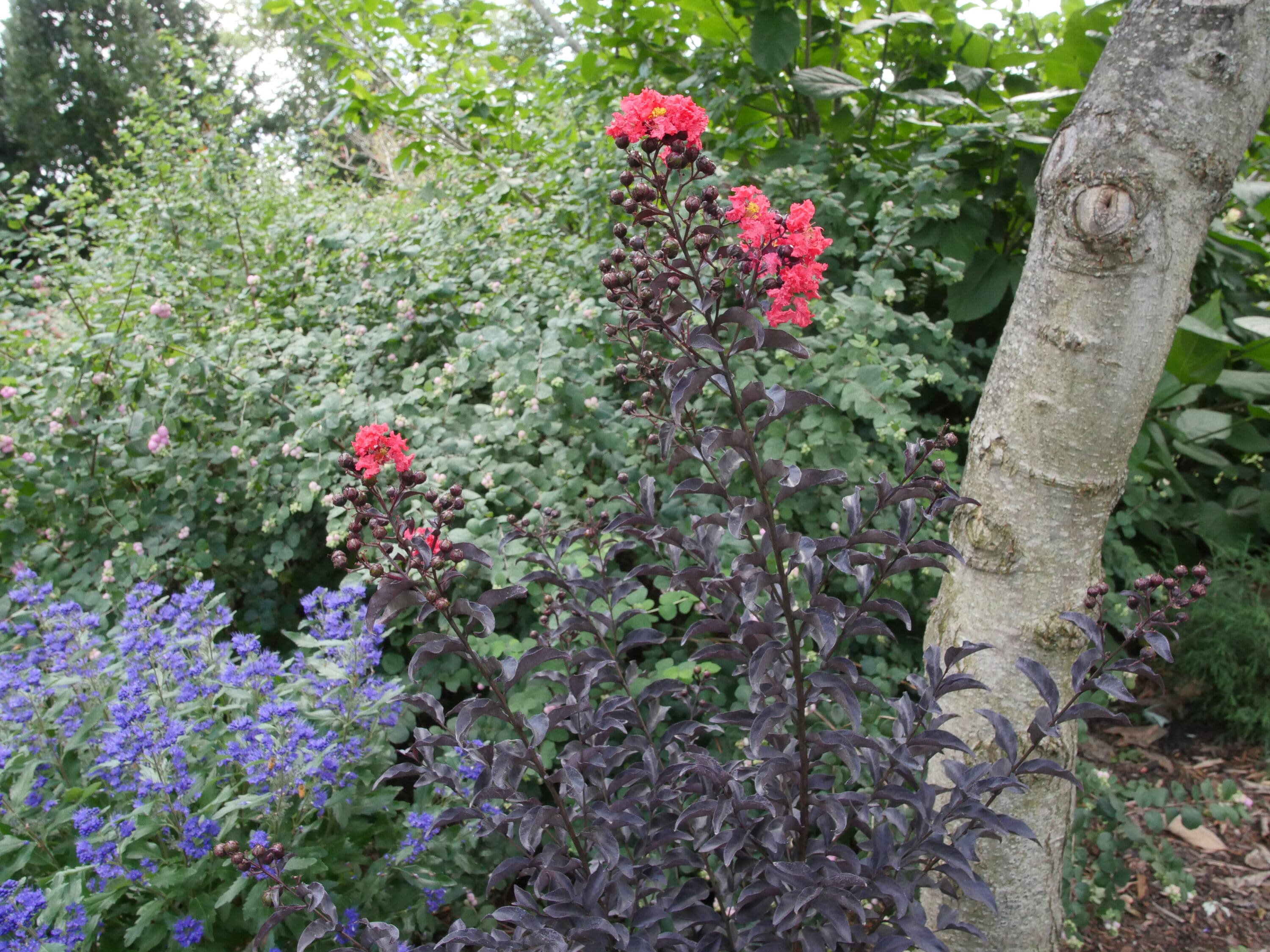 Proven Winners LAGPRC2007800 shrubs - View #4