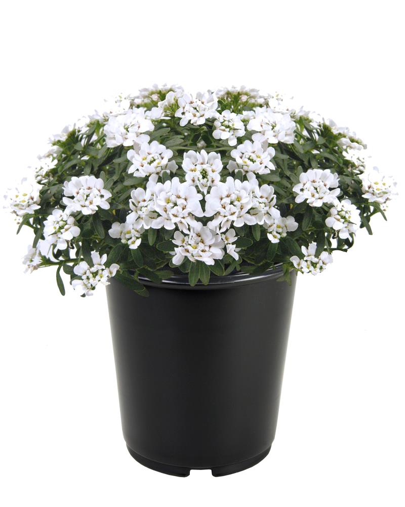 Lowe's NURSERY White Candytuft Plant in 1 -Quart Pot 1.0 -Pack