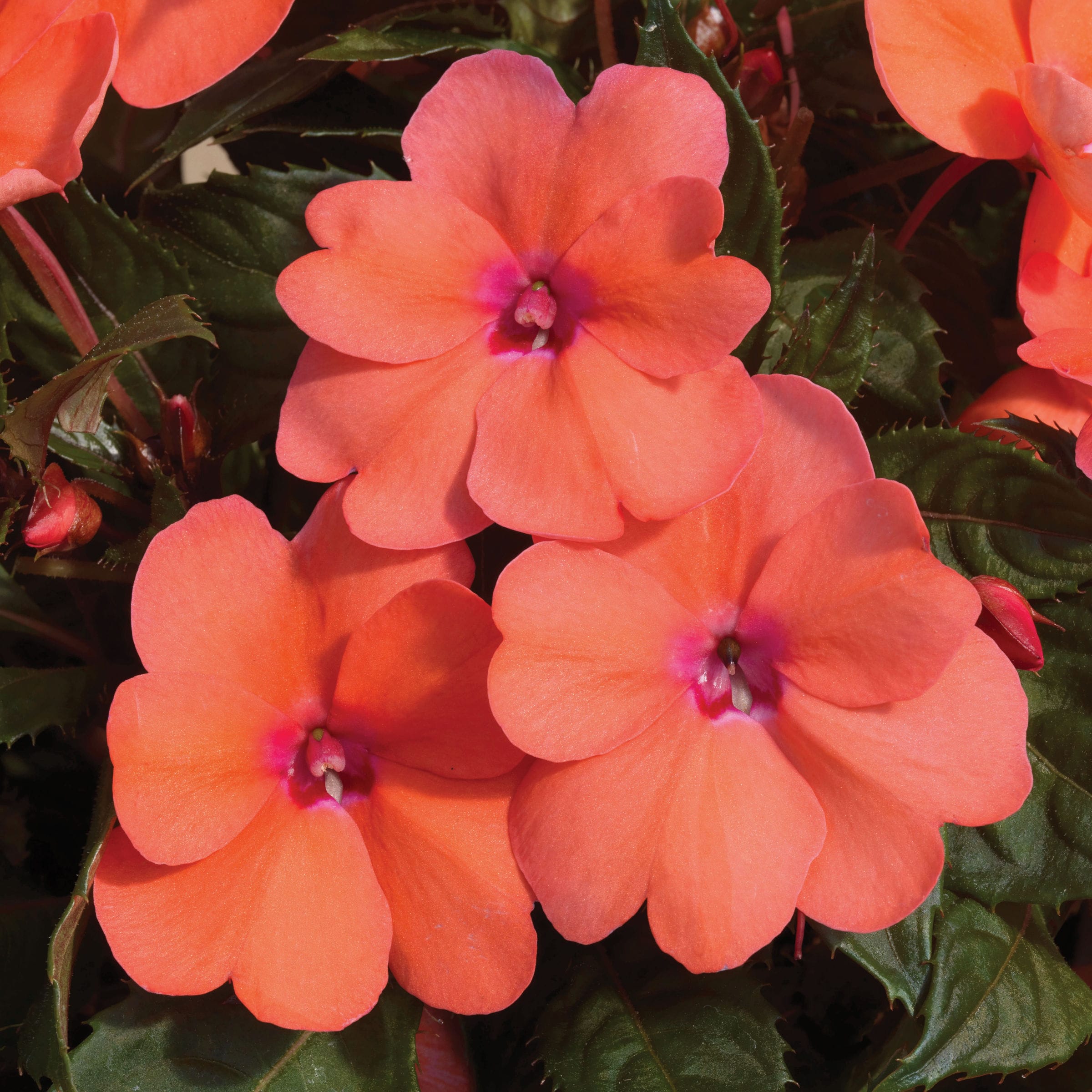 National Plant Network LW1172 annuals - View #3