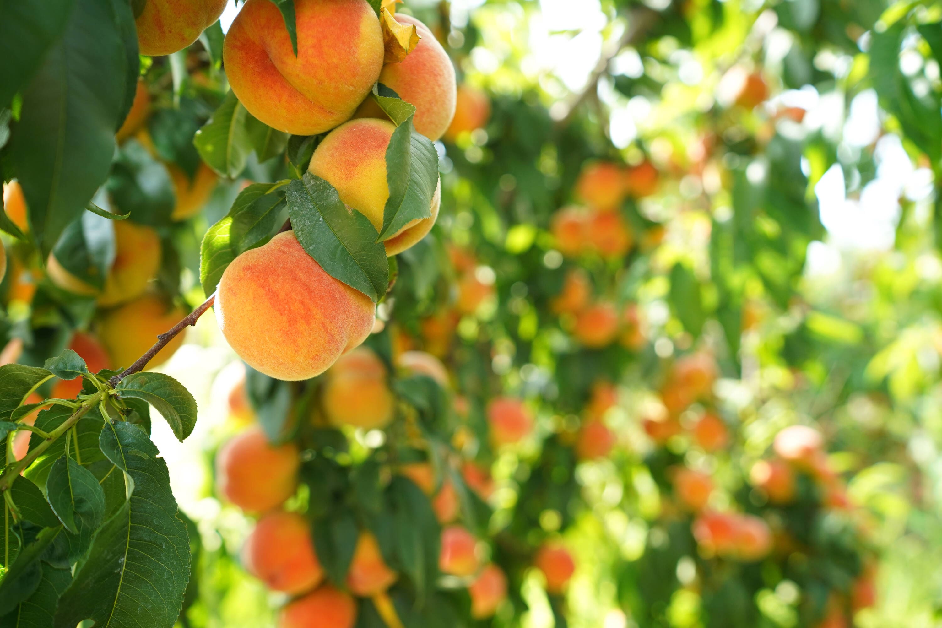 Online Orchards FTPE004 Fruit-Plants - View #2