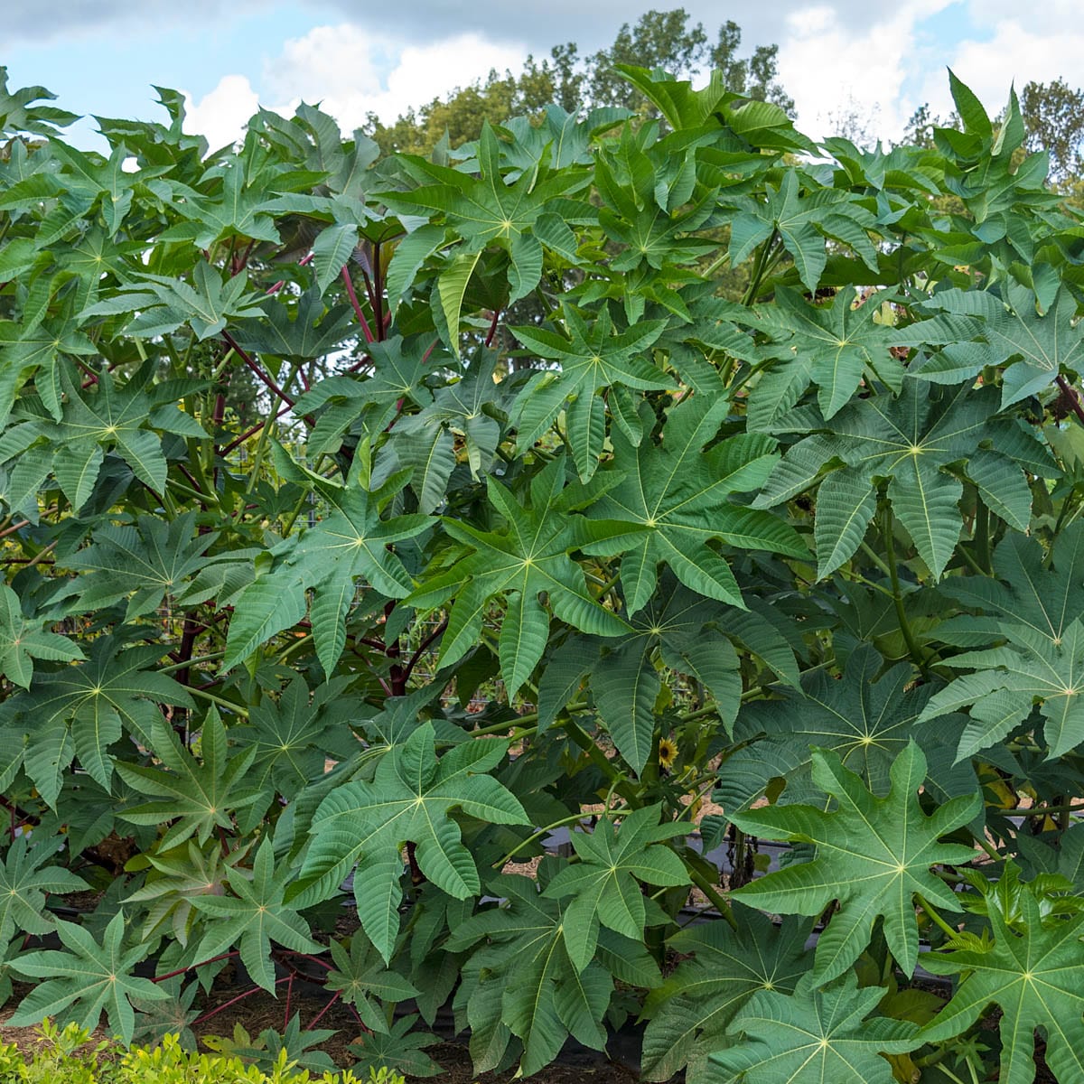 Gardens Alive! Castor Bean Seeds 10-Count in the department at