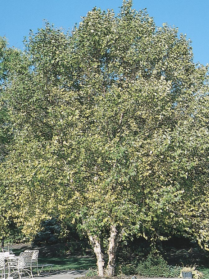 NURSERY 6-Gallon Yellow Feature Tree Clump River Birch In Pot (With Soil)