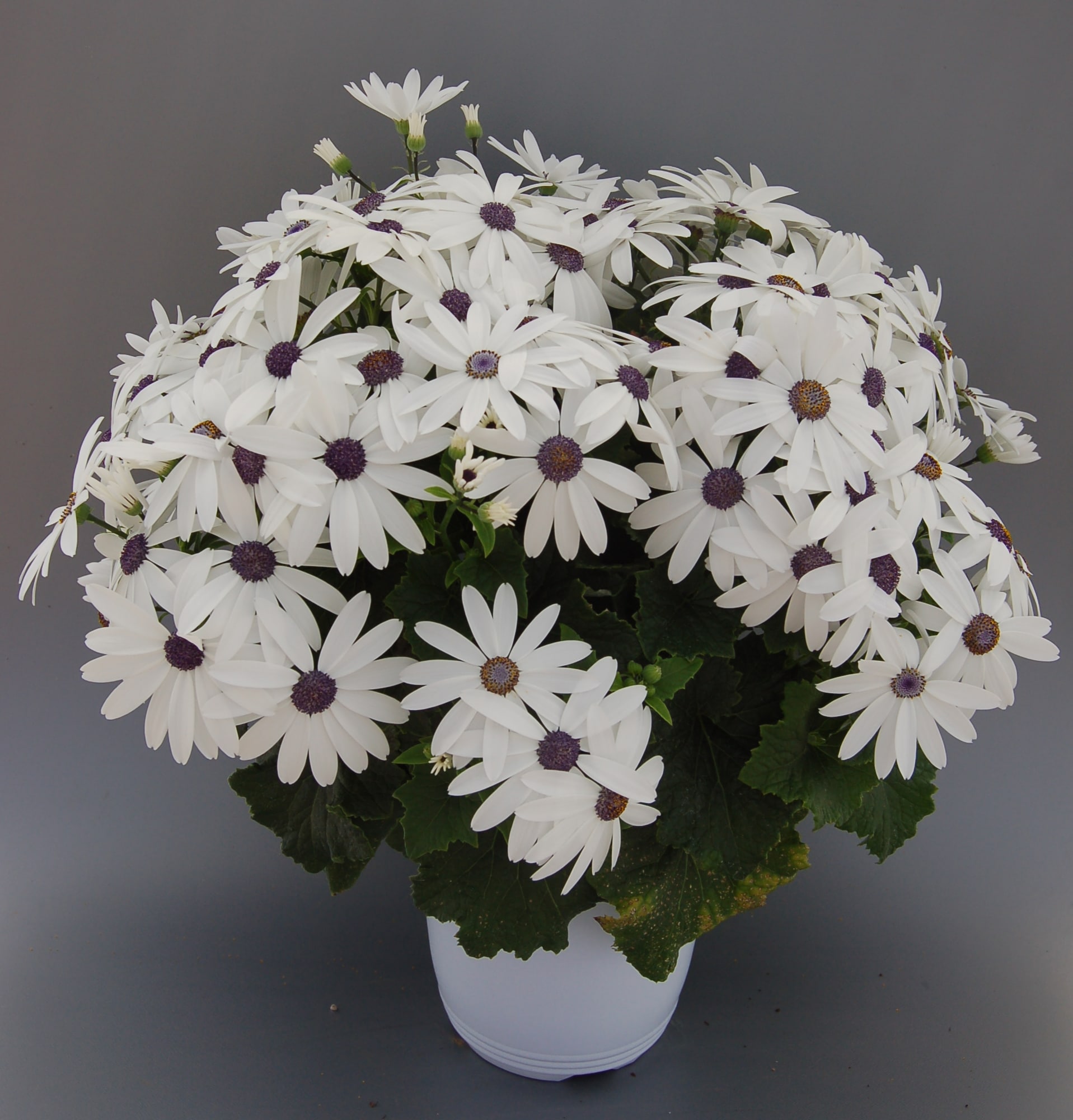  1653 White Pericallis in 2.5 Quart(s) Pot