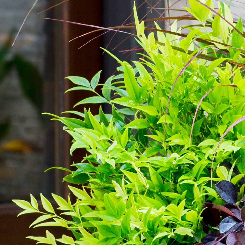 Southern Living Plant Collection 4316Q-2 shrubs - View #5