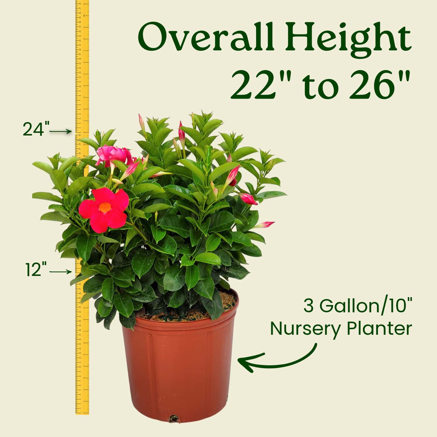 Tropical Plants of Florida 10DIPC annuals - View #3