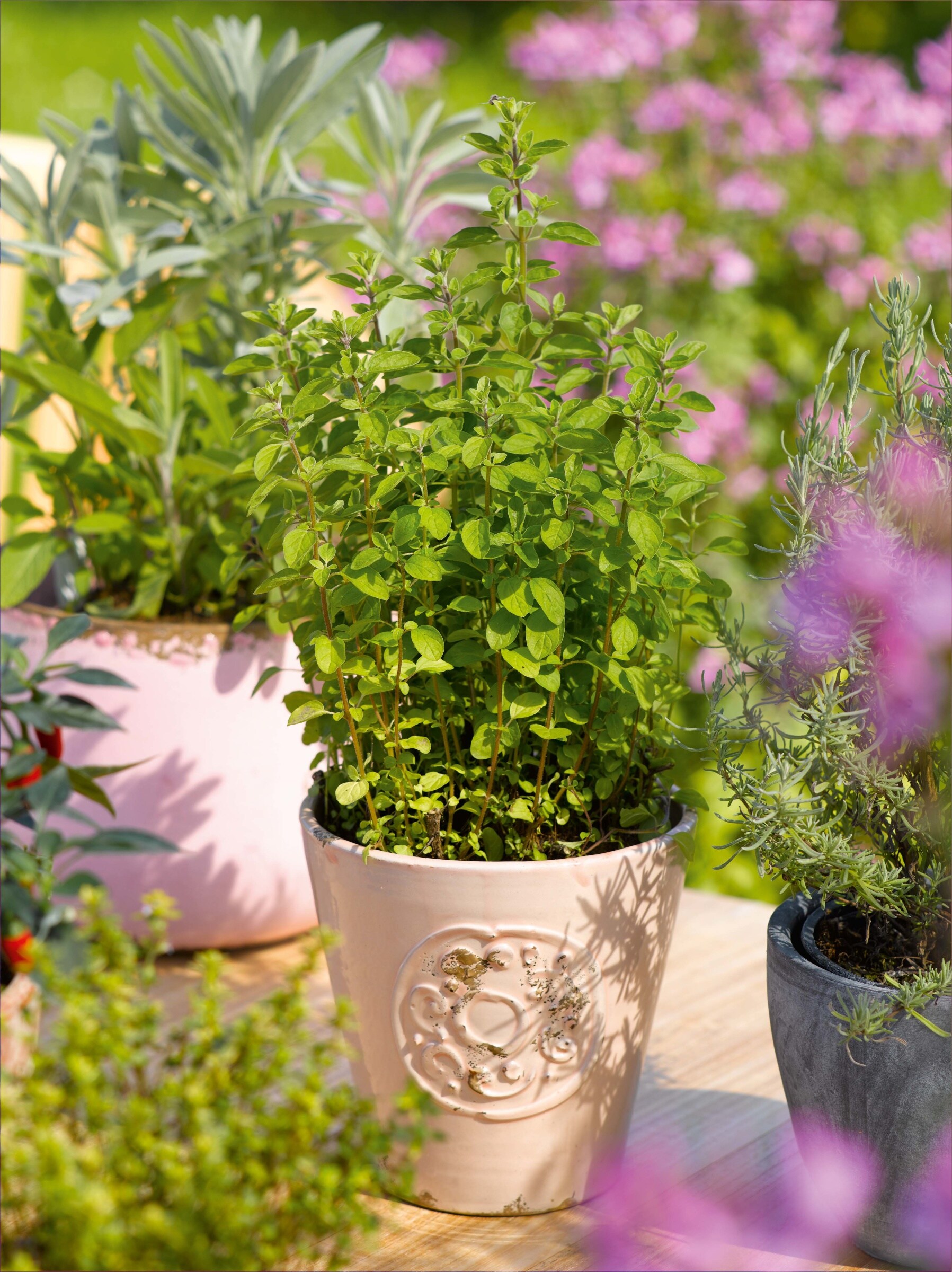 ferry-morse-11-84-oz-italian-oregano-plant-1-pack-in-the-herb-plants