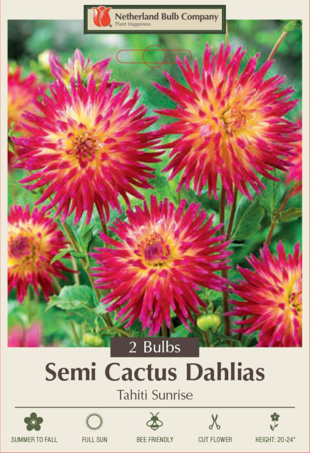 Hirt's Gardens - Tahiti Sunrise Dahlia - Cactus Dahlia - 2 Root Clumps - Vibrant Color