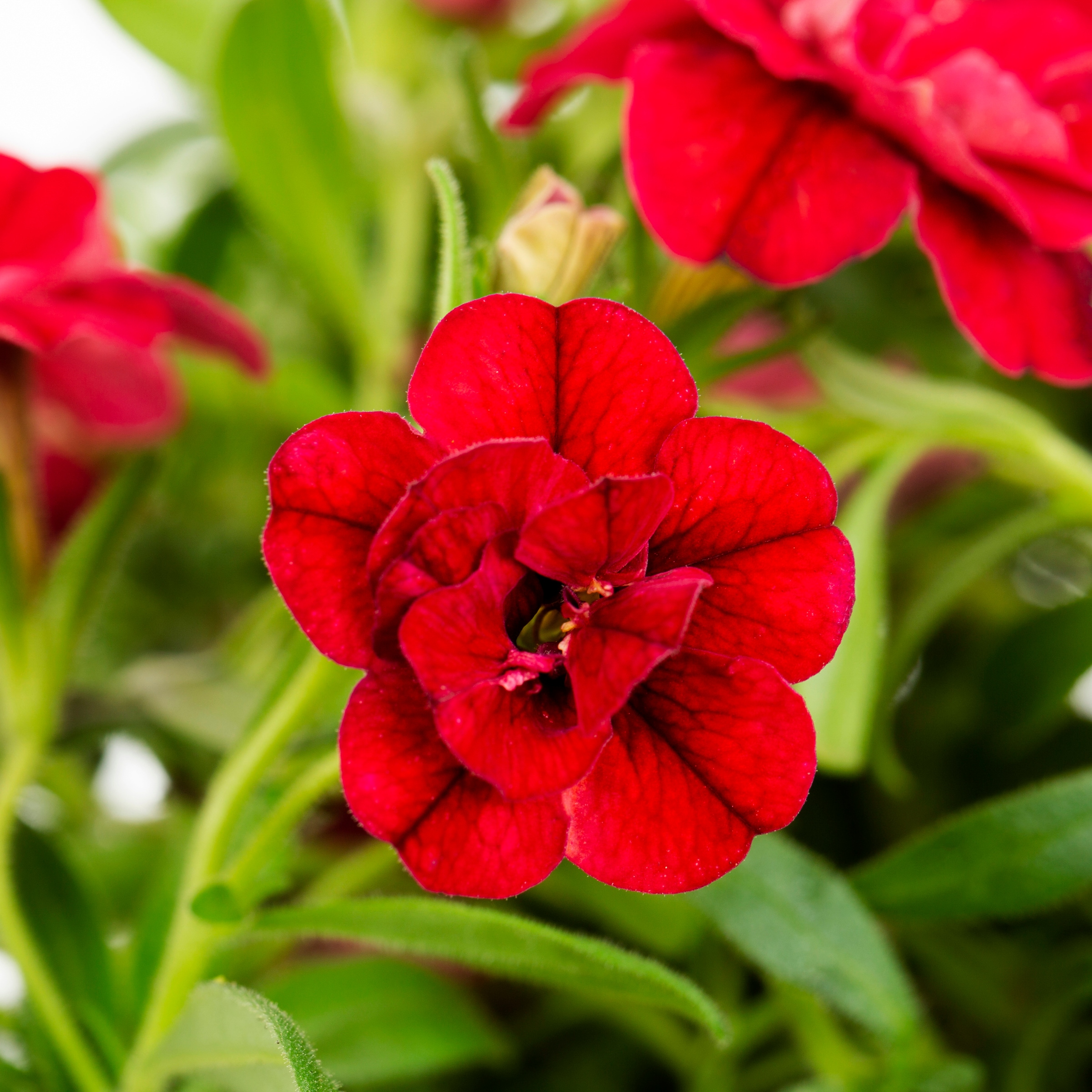 Lowe's NURSERY annuals - View #2