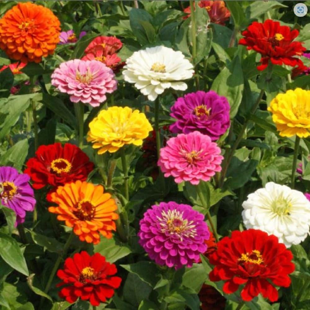  ANN Multicolor Zinnia in Pint Pot