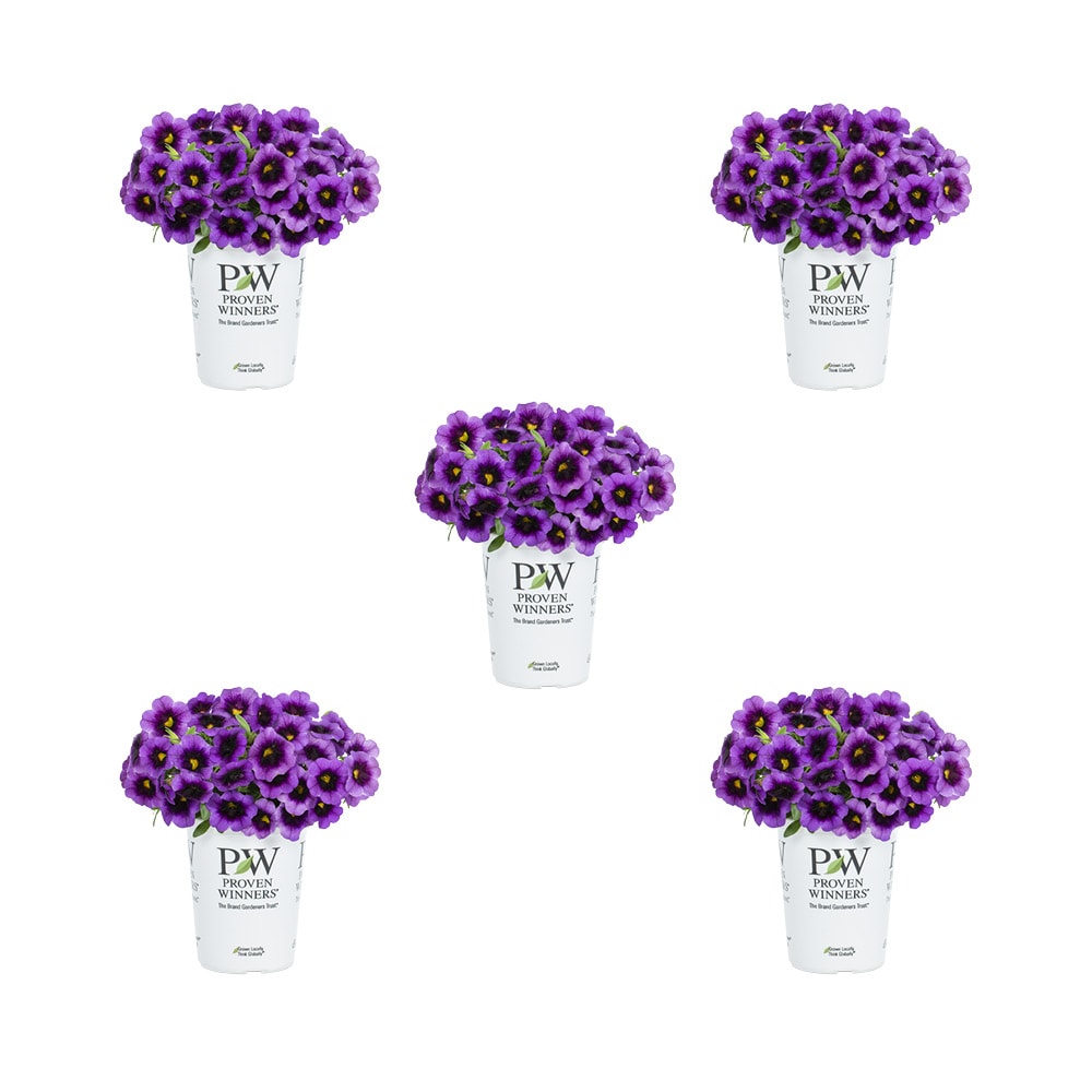 Metrolina Greenhouses 78843 Purple Calibrachoa in 1.5 Pint Pot 5 -Pack