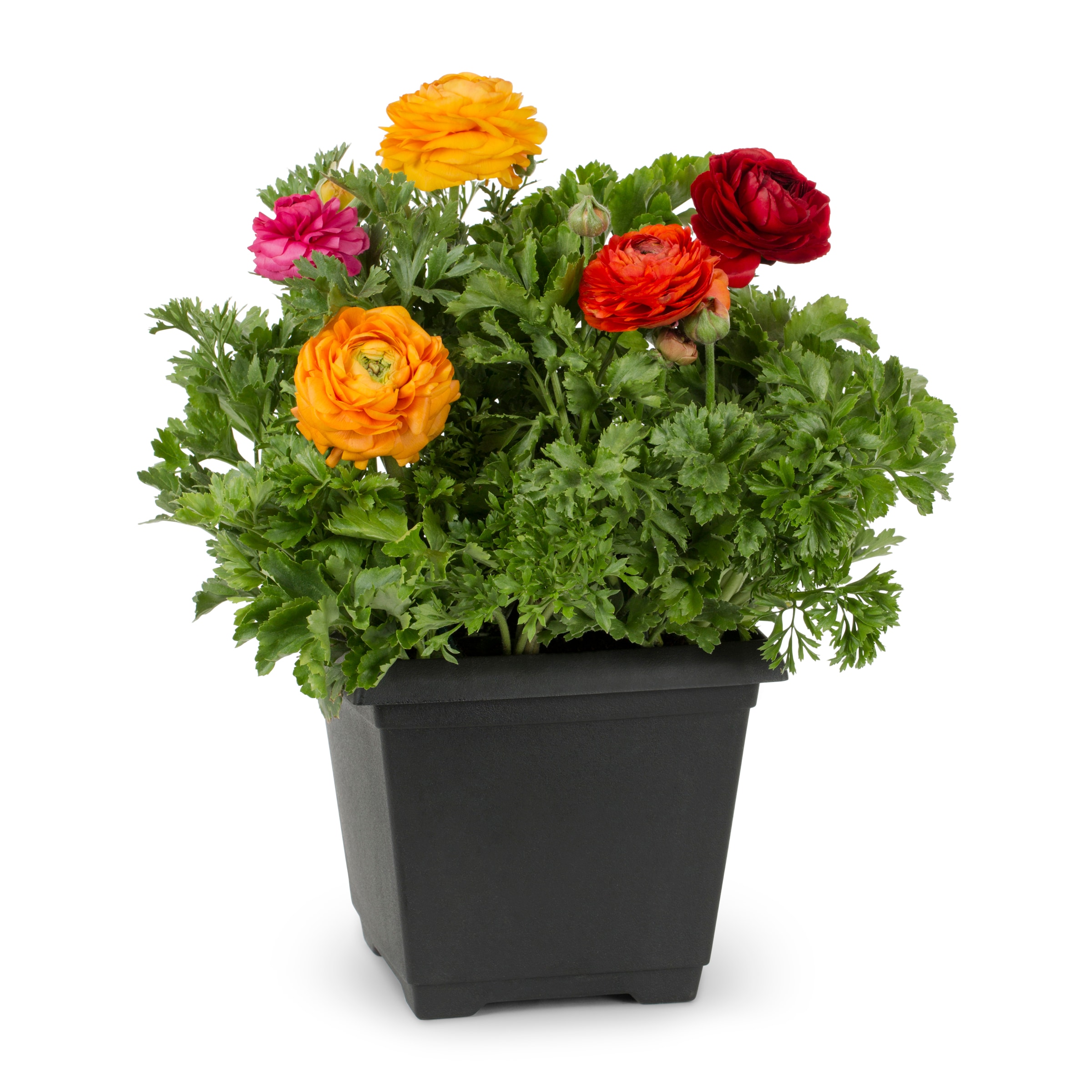 Lowe's Multicolor Persian Buttercup in 1-Gallon Pot in the Annuals ...