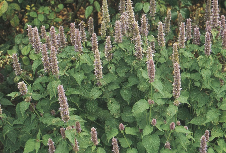 Monrovia NURSERY 