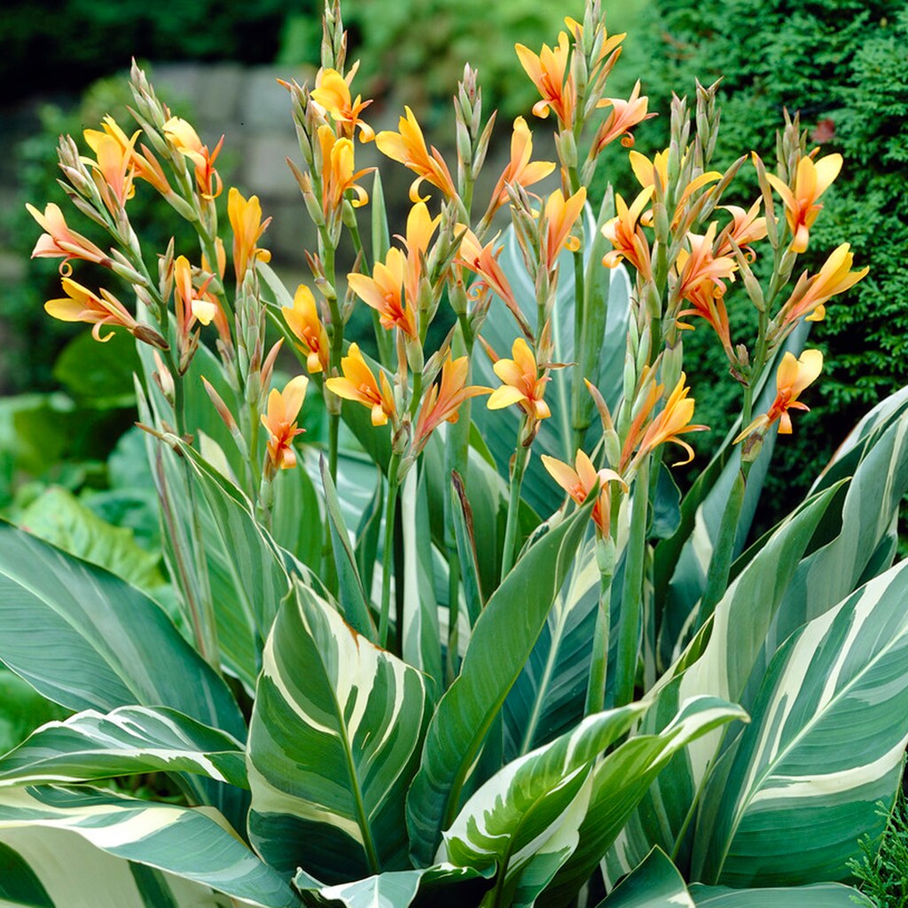 Van Zyverden 83453 Plant-Bulbs - View #5