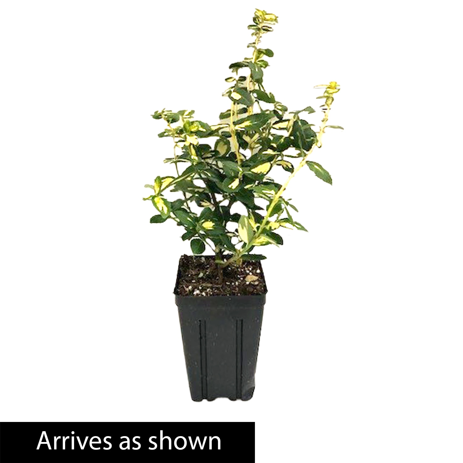 Spring Hill Nurseries 90164 shrubs - View #3
