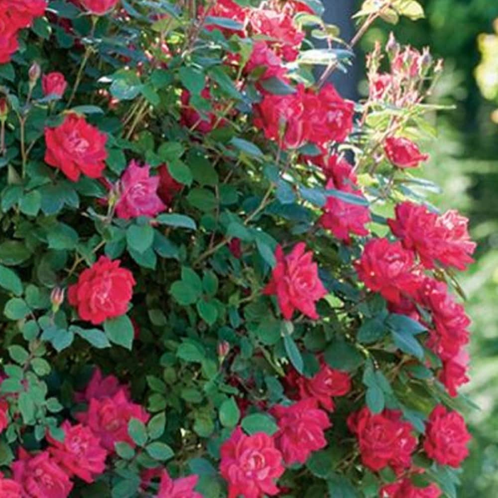 Knock Out 71371-2 roses - View #8