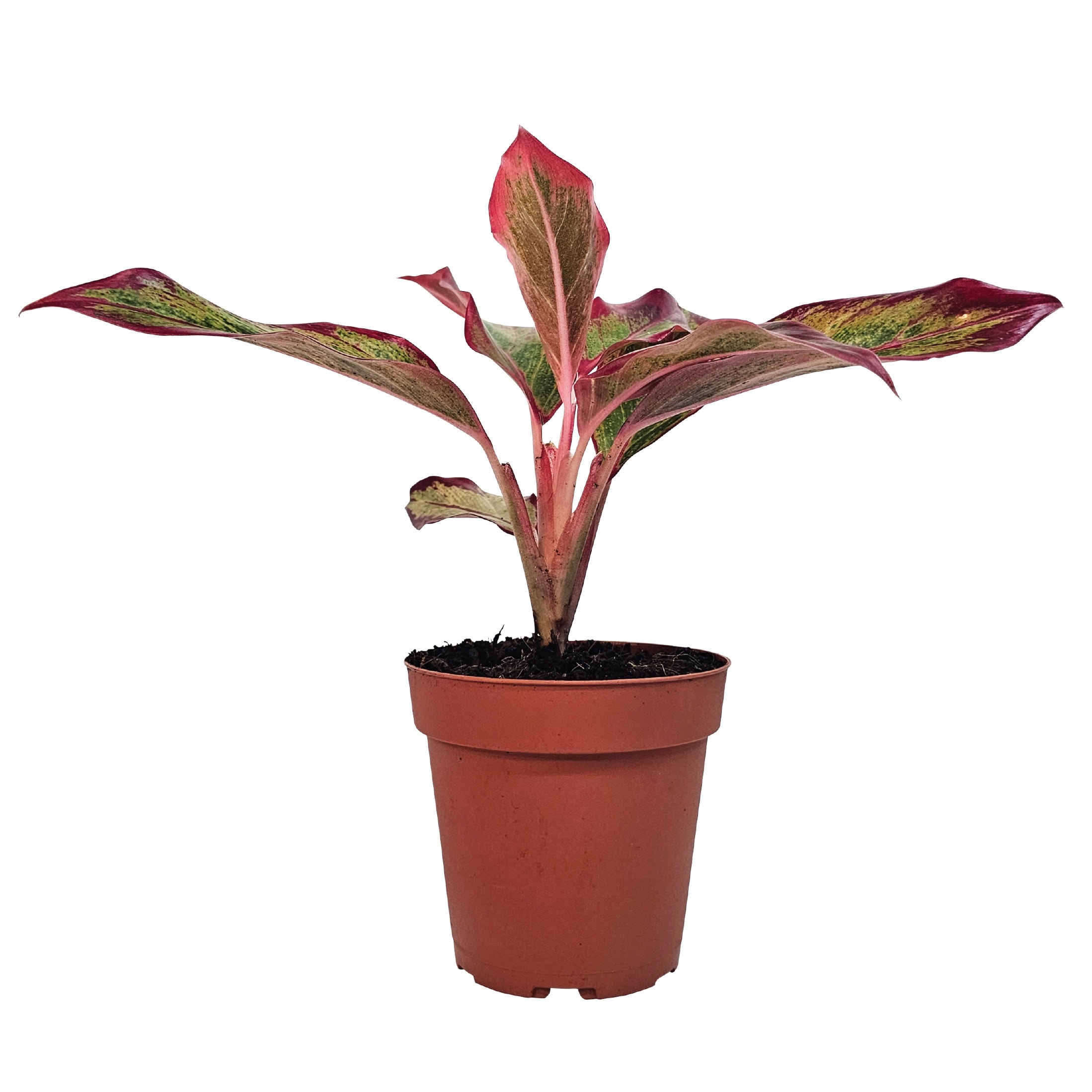 Nature's Way Farms - Aglaonema Siam Aurora Chinese Evergreen House plant in 4 Inch(es) Pot 1 -Pack