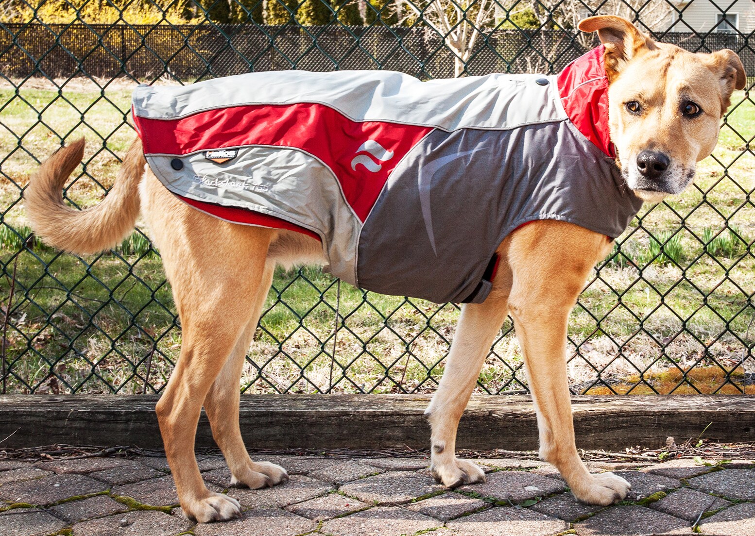 Dog Helios JKHLRDXL Dog-Apparel - View #4