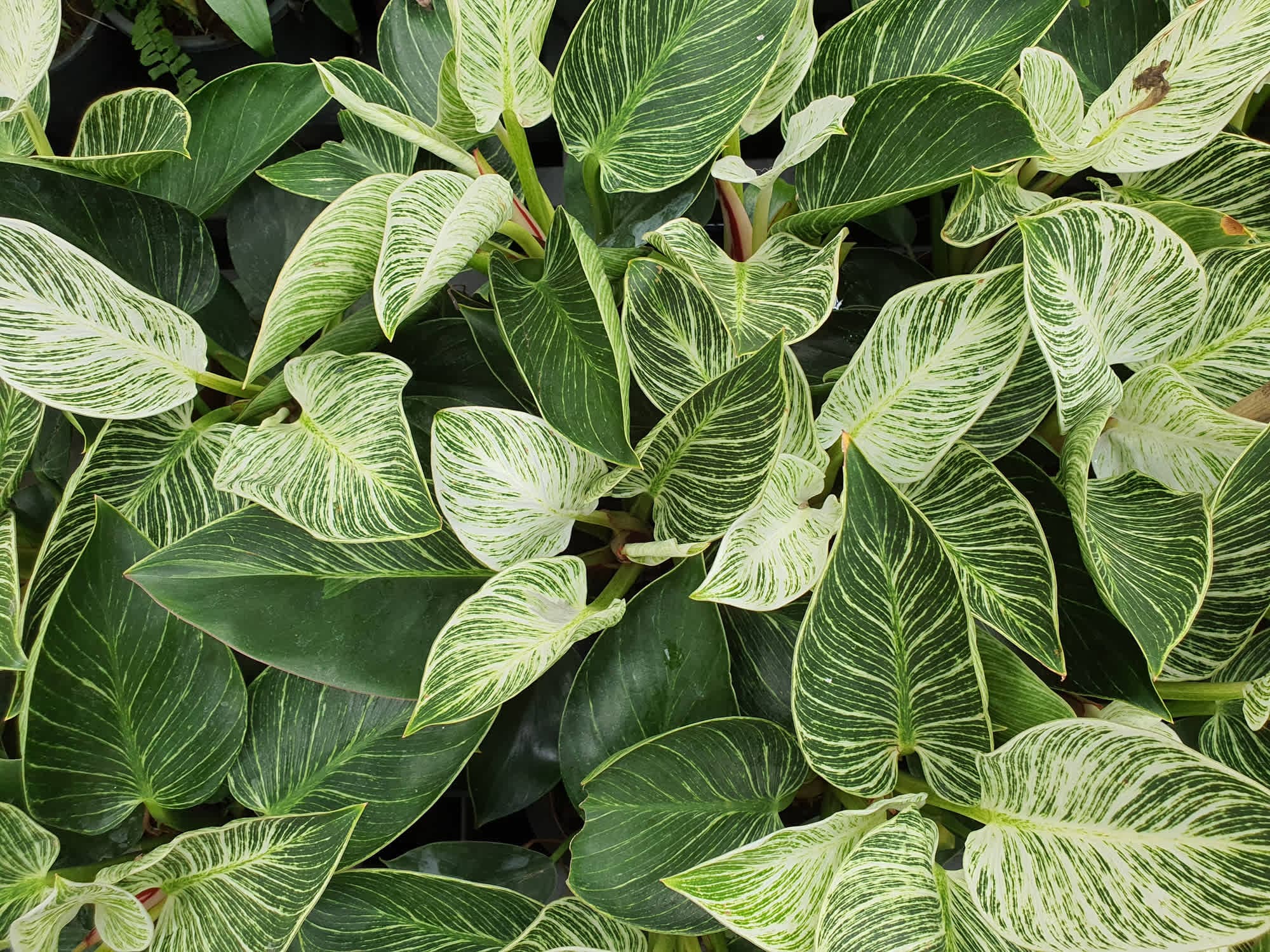 philodendron luxurians choco red Philodendron El Choco Red main image 1
