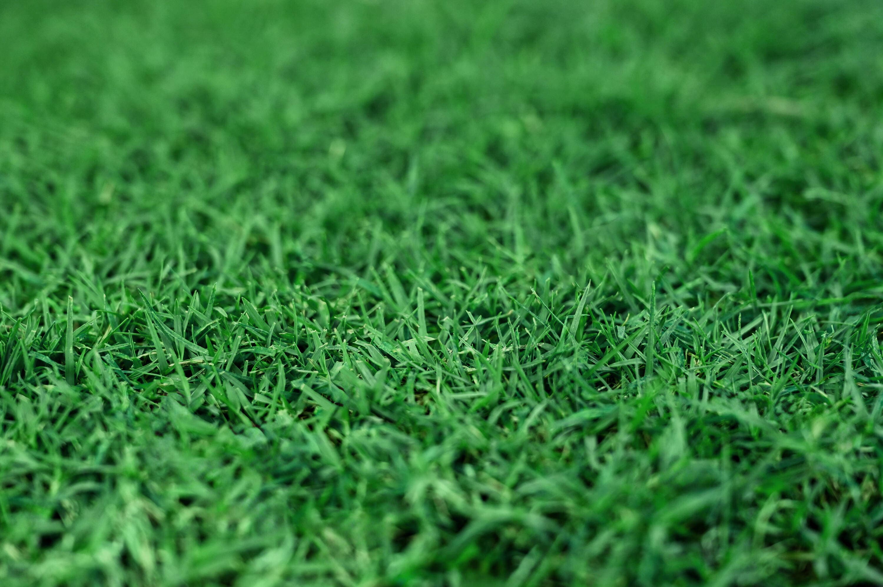 Gotta Go Grass GGGBUNDLE4 sod - View #4