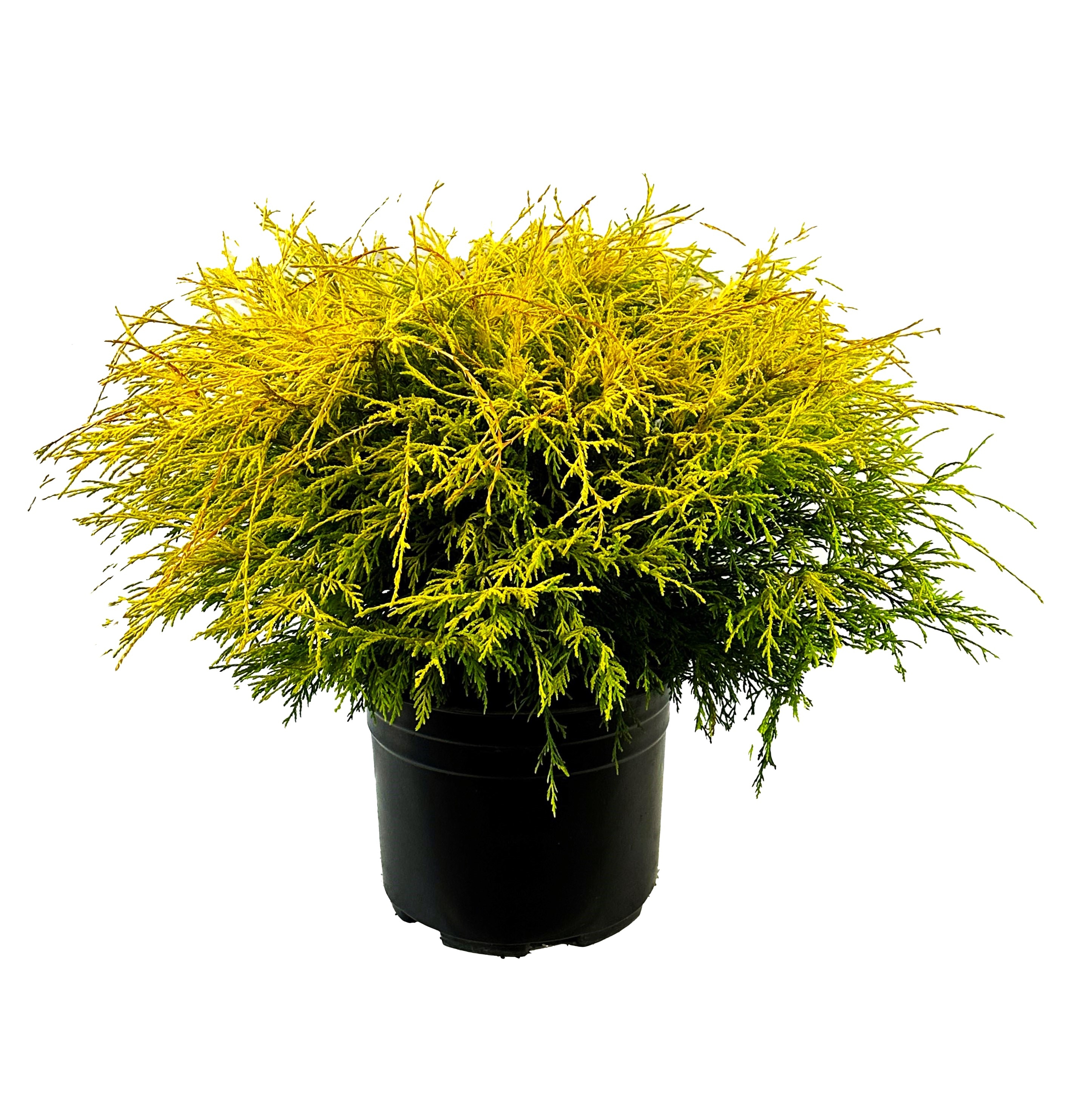  O162103 Lemon Thread Cypress Accent Shrub in 2.25 -Gallon Pot 1 -Pack
