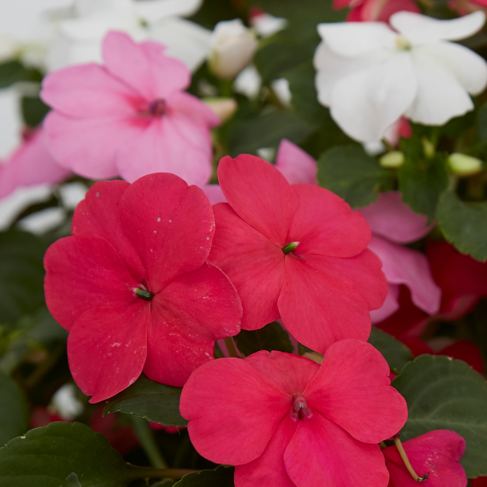 Lowe's 152678 annuals - View #3