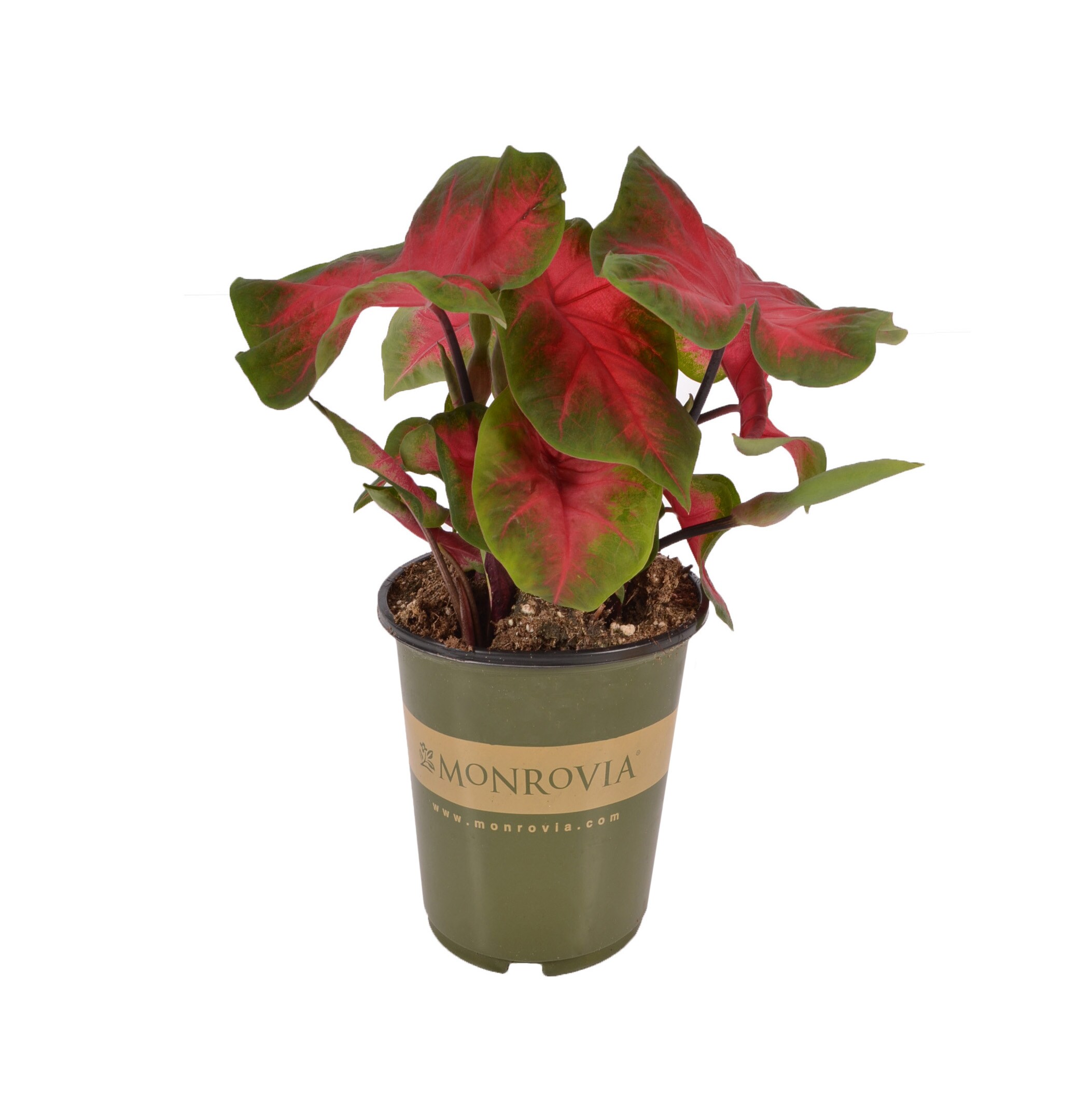 Monrovia NURSERY Multicolor Caladium Plant in 1-Quart Pot