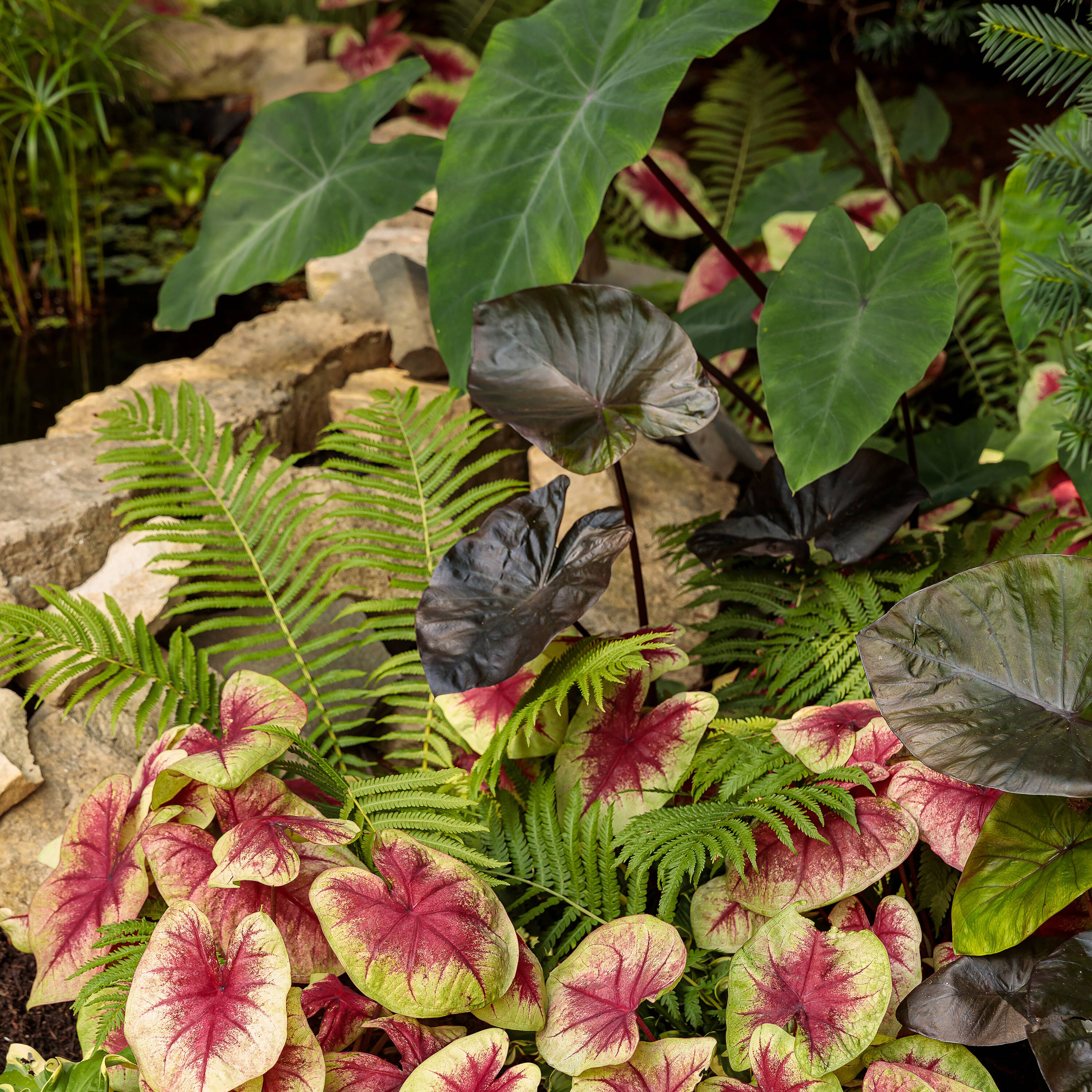 Proven Winners CLCPRW1047100 annuals - View #6